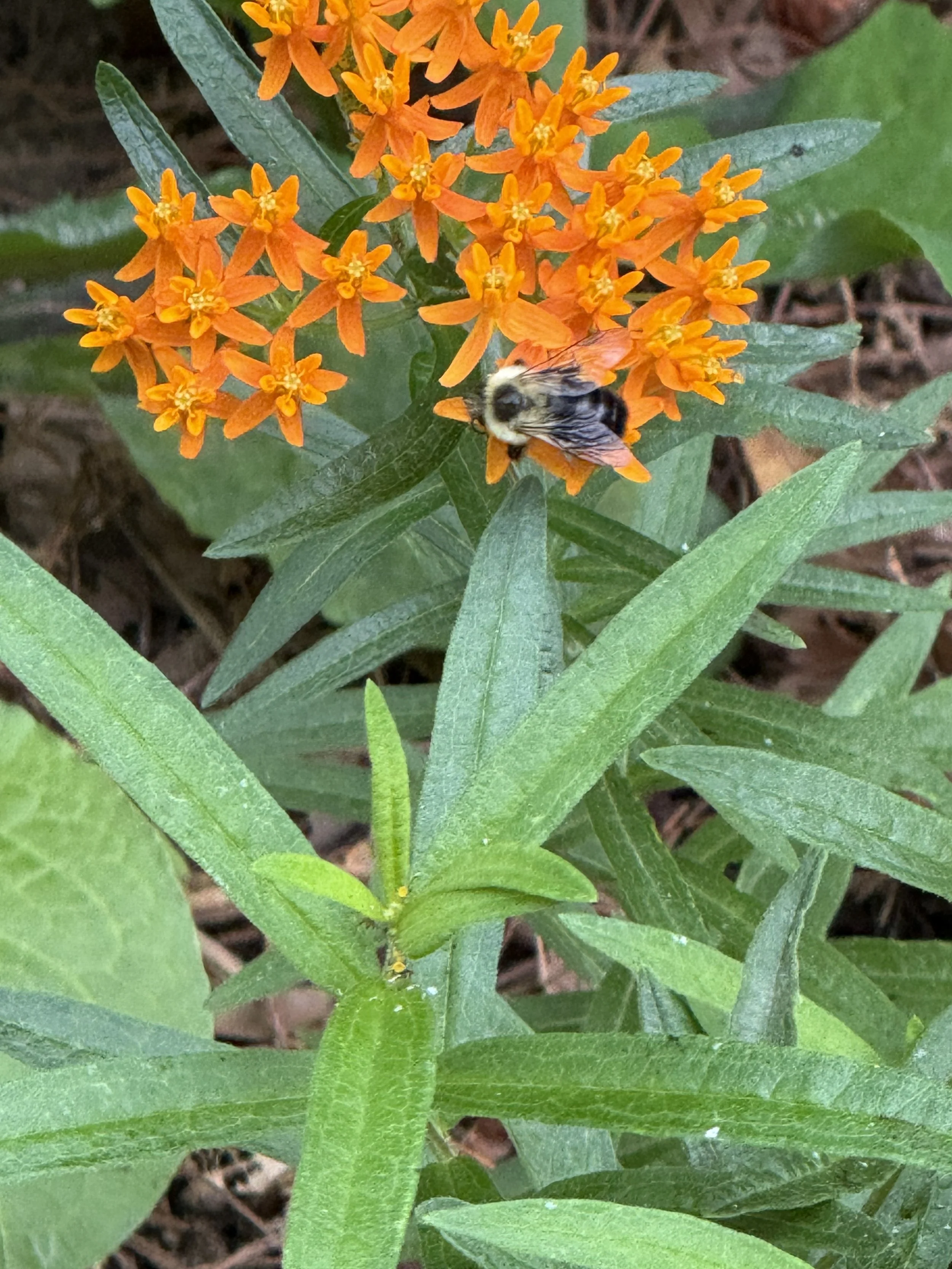 Butterfly milkweed