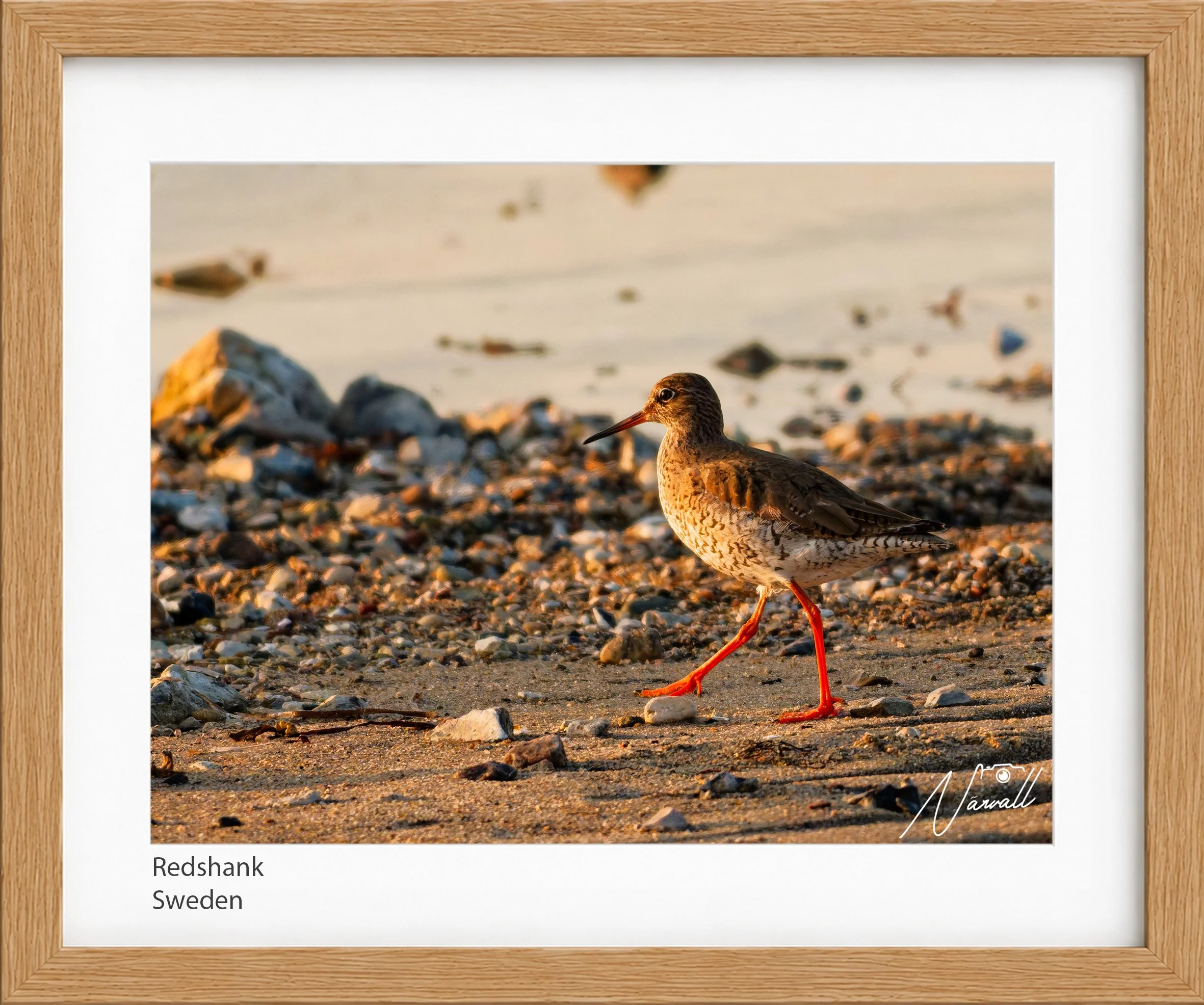 Redshank.jpg