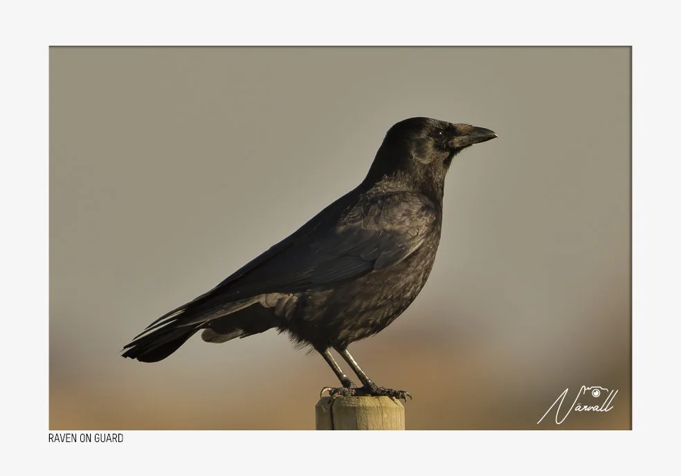 Close-up of a black raven perched on a wooden post against a neutral background.