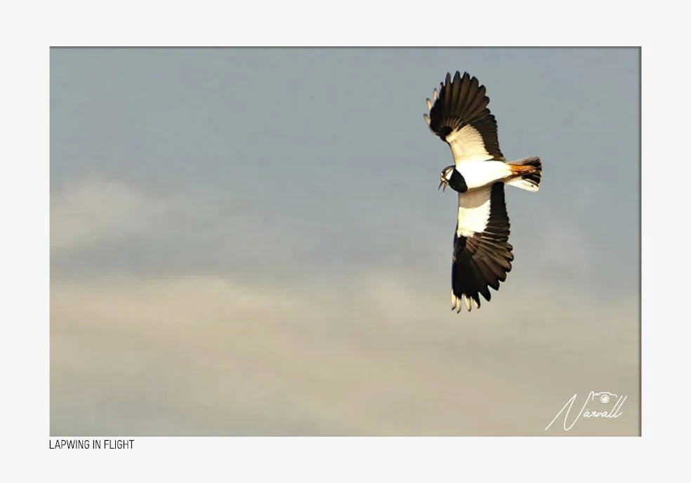 A puffin bird flying in the sky with its wings spread wide, holding a small fish in its beak.