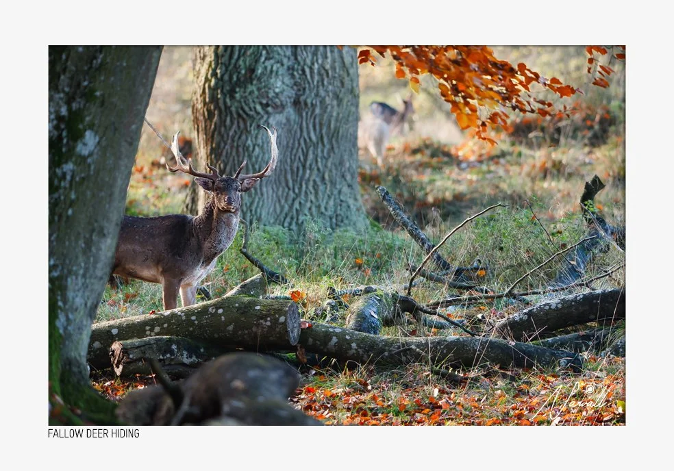 A fallow deer with antlers standing behind fallen logs and trees in a forest with autumn leaves.