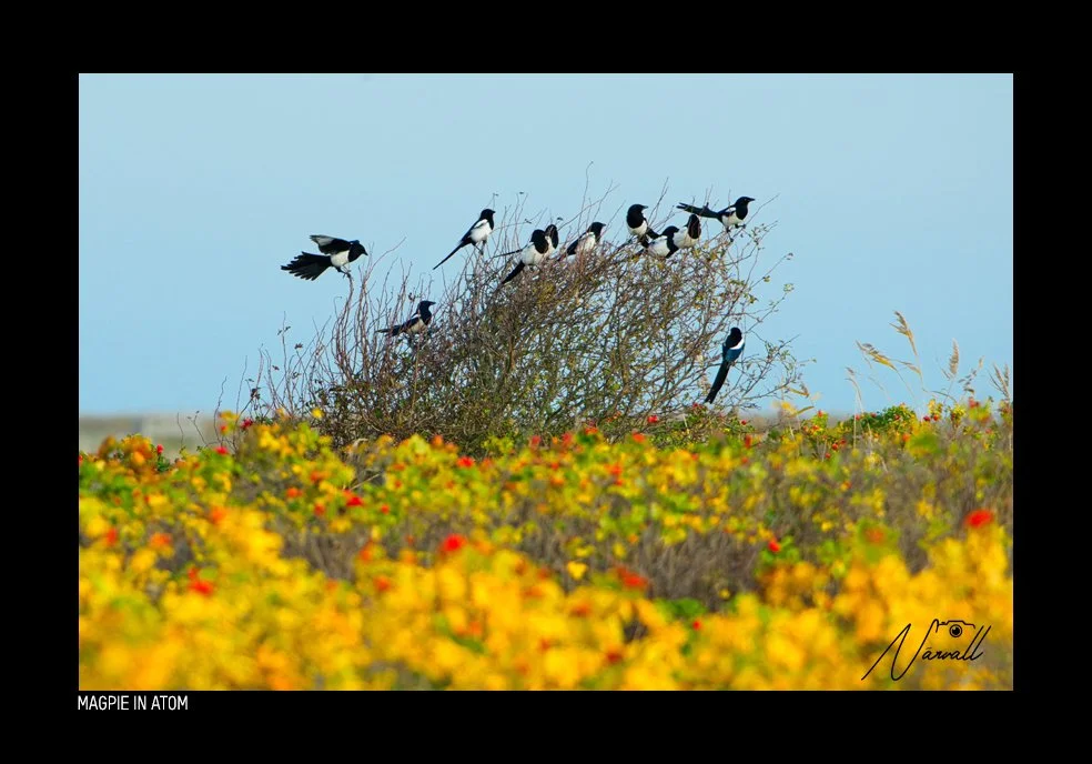Group of magpies sitting on a bush in a field of yellow and red flowers under a clear blue sky.