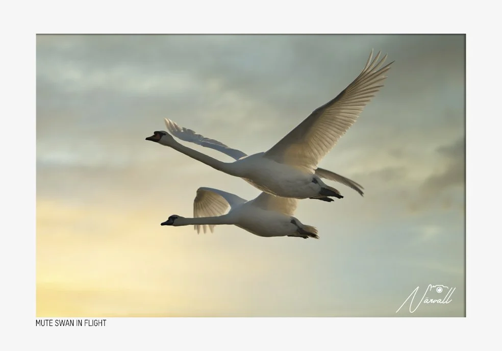 Two mute swans flying against a cloudy sky at sunset.