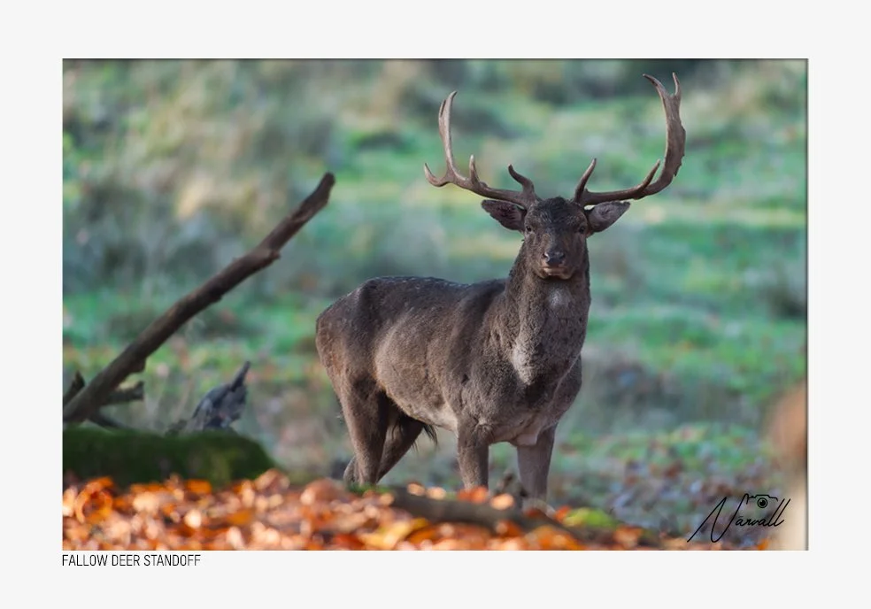 A male deer with large antlers standing in a forested area with fallen leaves and green background.