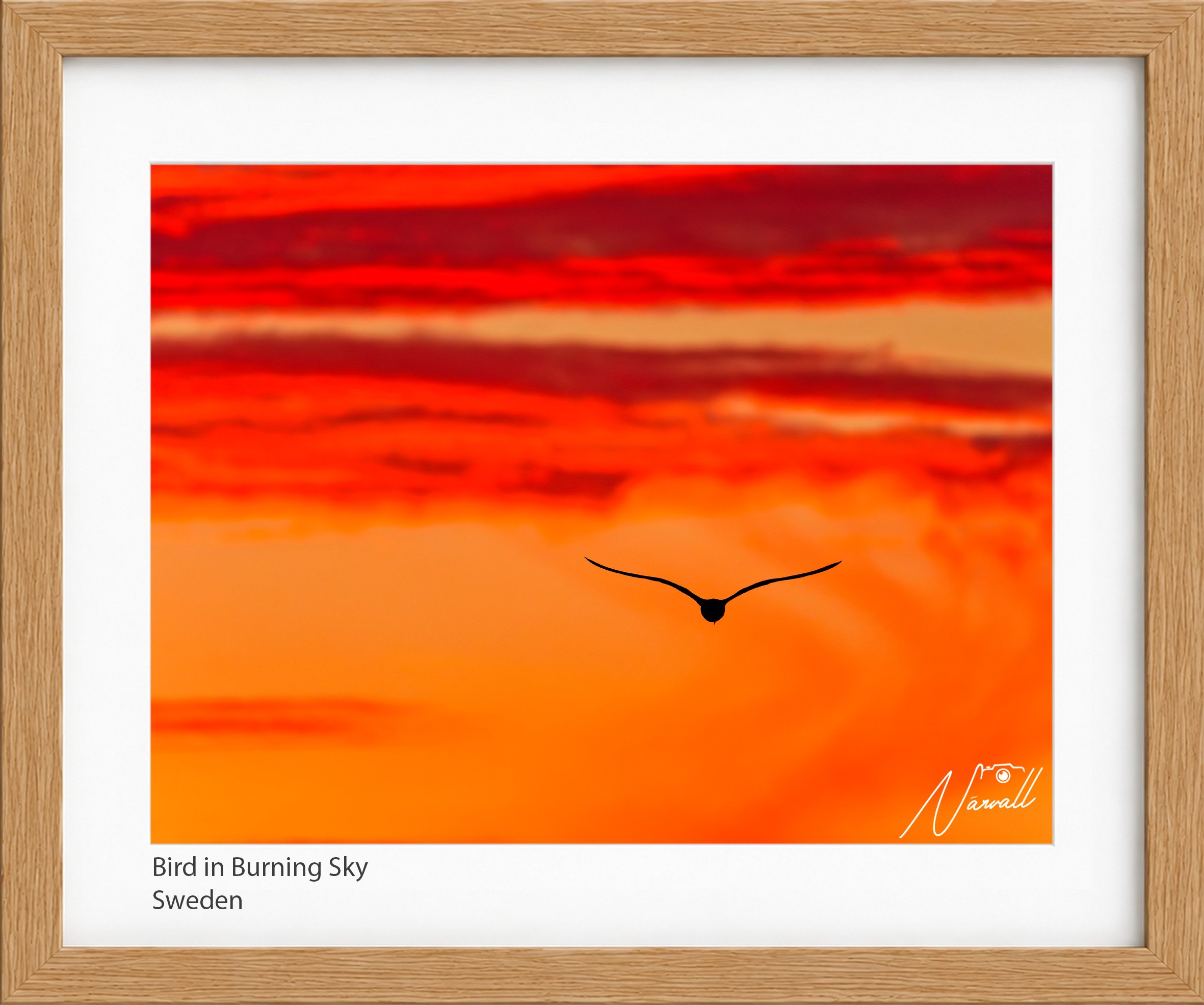 Bird in Burning Sky.jpg