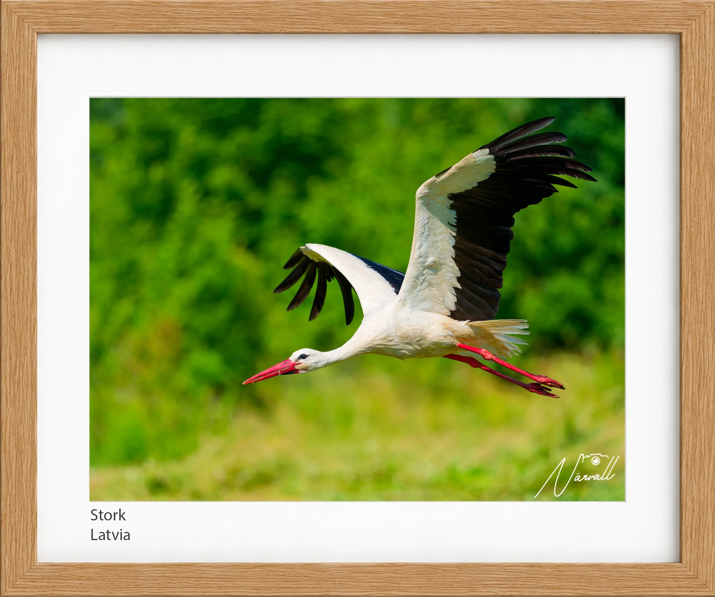 Stork_n.jpg