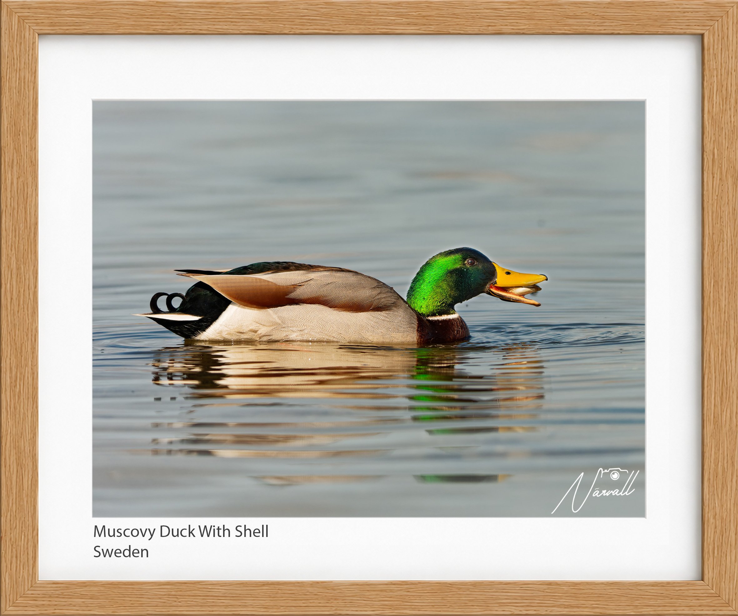 Muscovy Duck With Shell.jpg