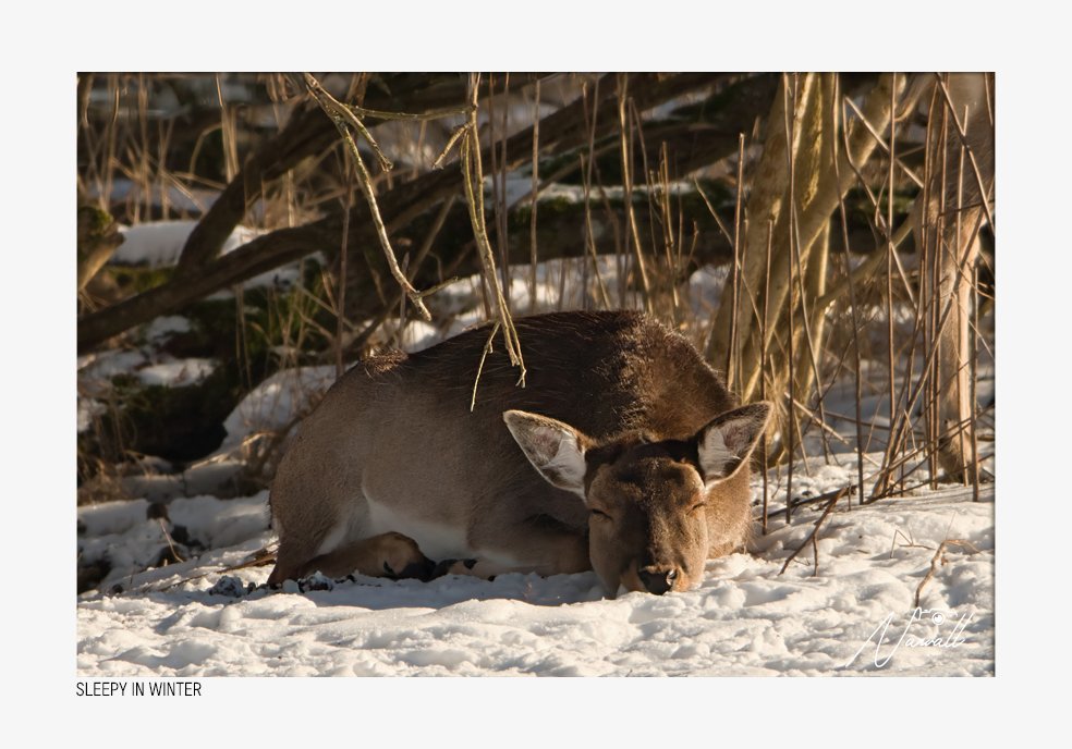 A mountain lion resting on snow-covered ground in winter, surrounded by dry tall grass and brush.