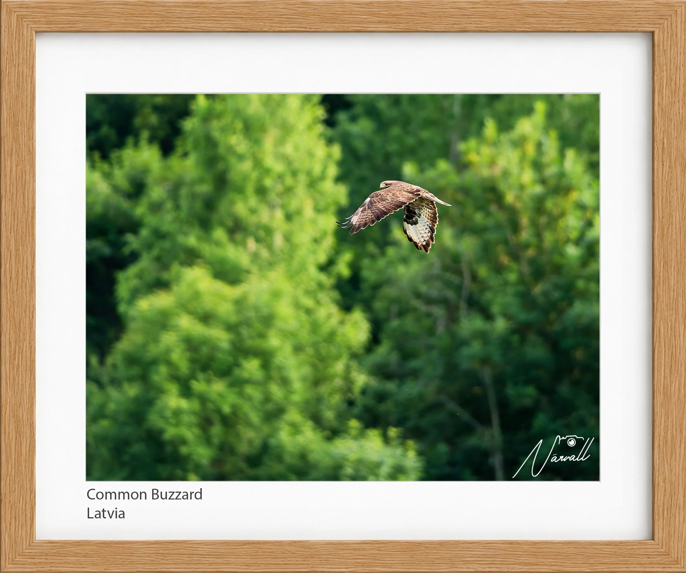 Common Buzzard_n.jpg