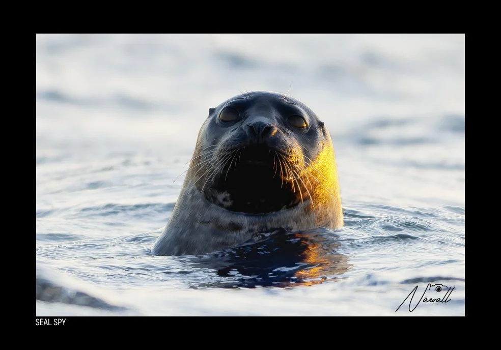 Close-up of a seal peeking out of the water during daylight, with a blurred sea background.