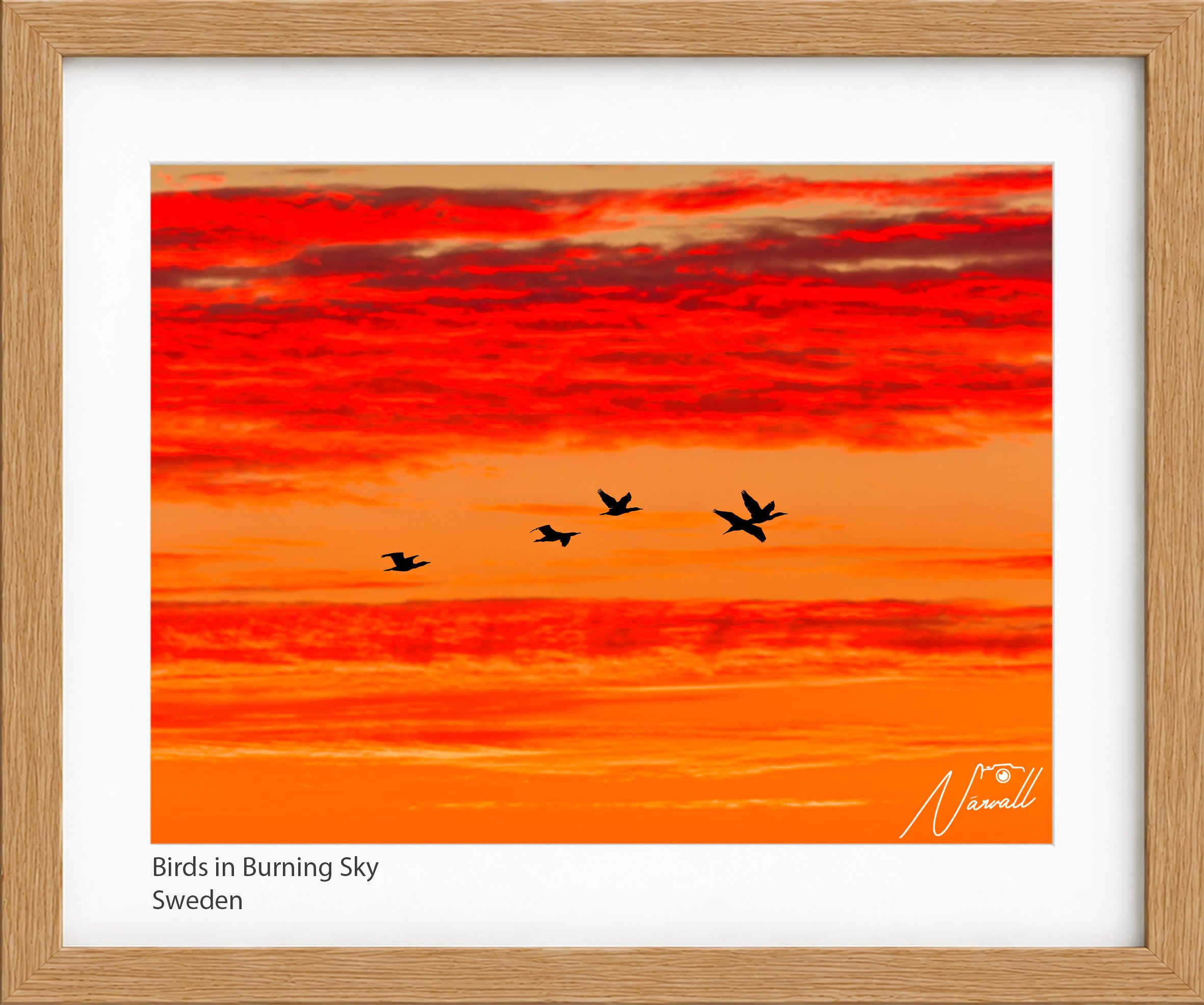 Birds in Burning Sky.jpg