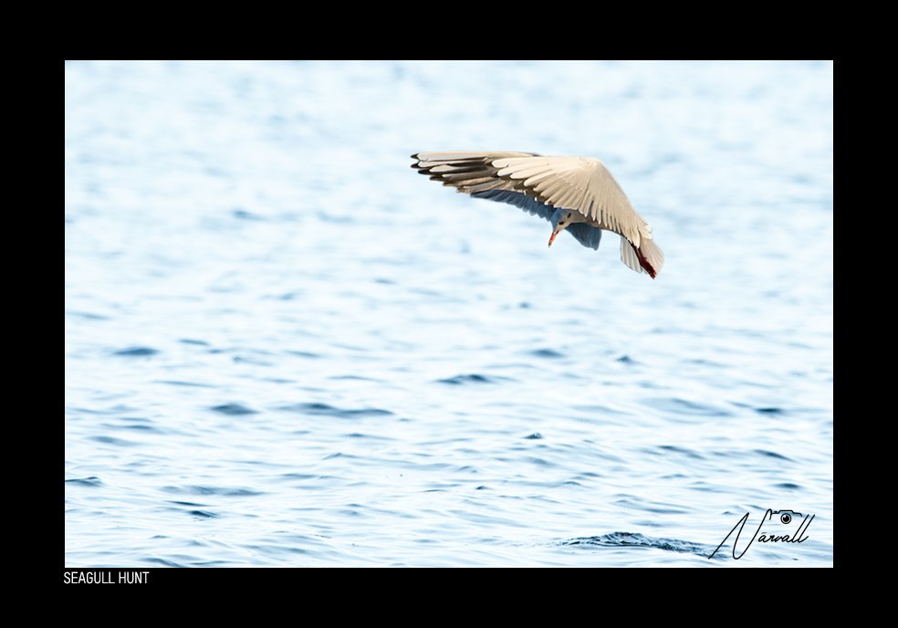 A seagull diving towards the water in a coastal or ocean setting, capturing a moment of it hunting for fish.
