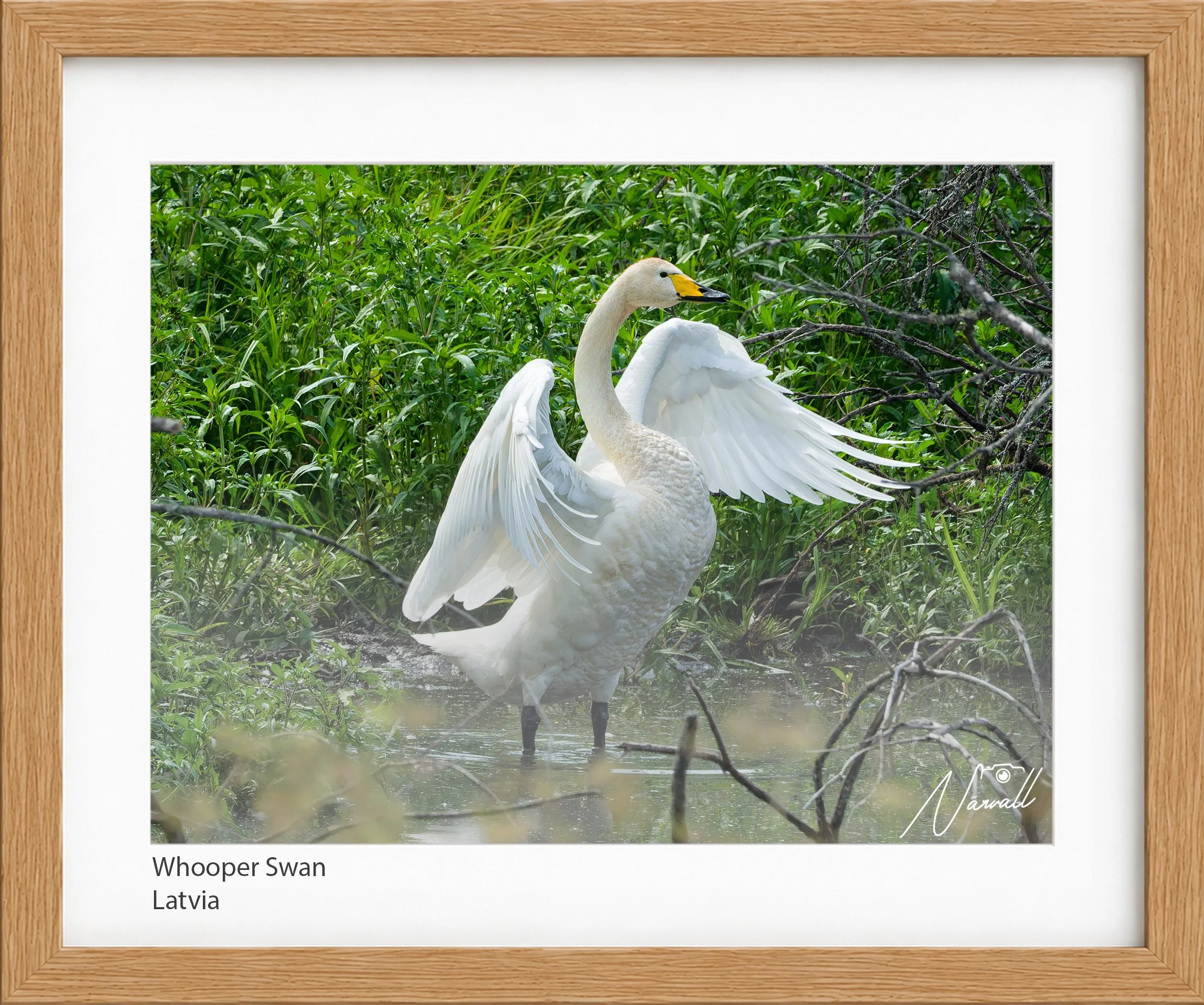 Whooper Swan_n.jpg