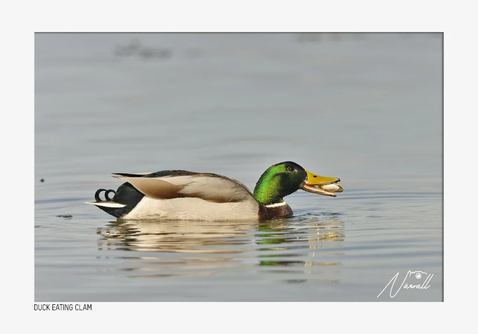 A mallard duck swimming in water with a clam in its beak
