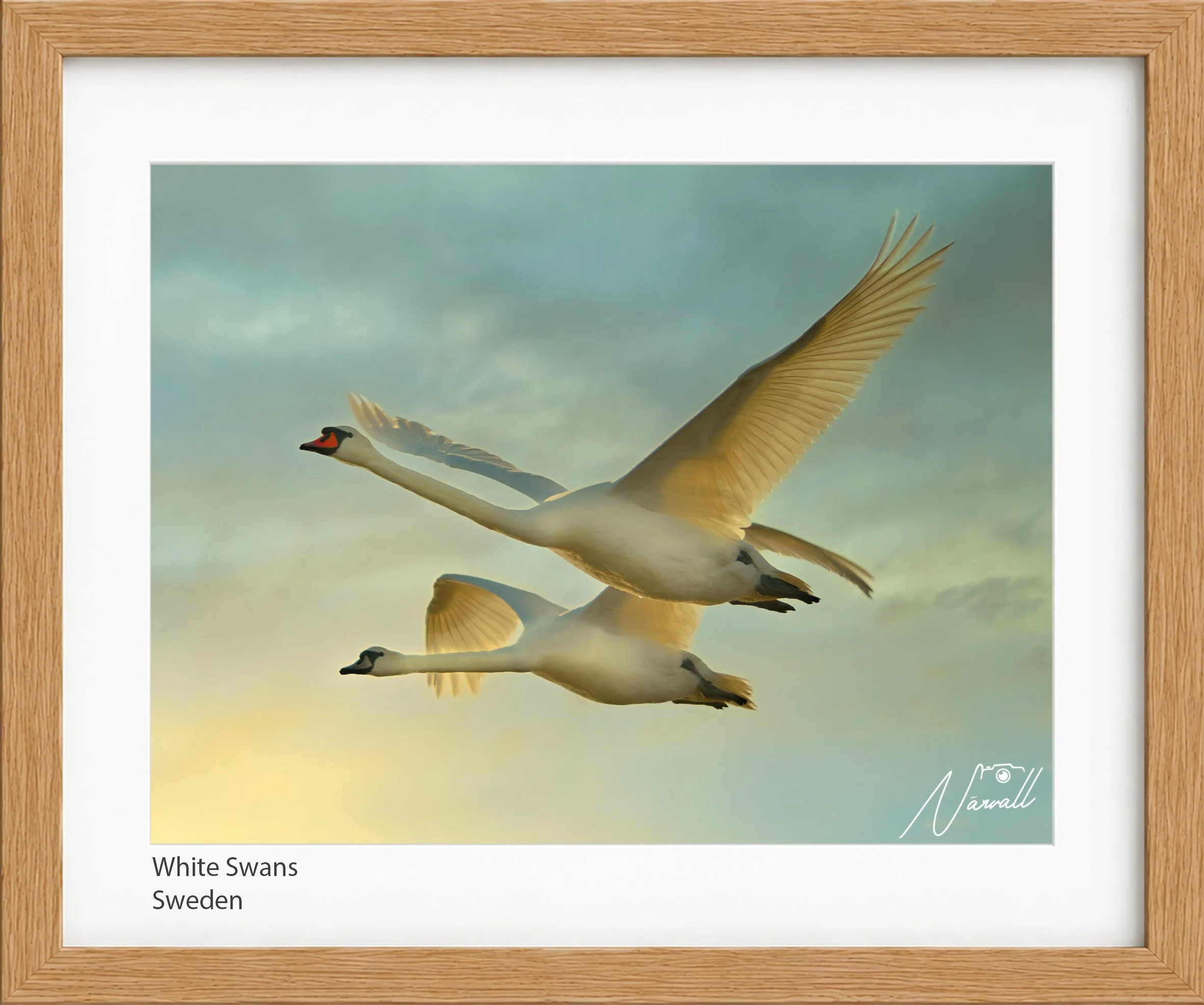 White Swans_n.jpg