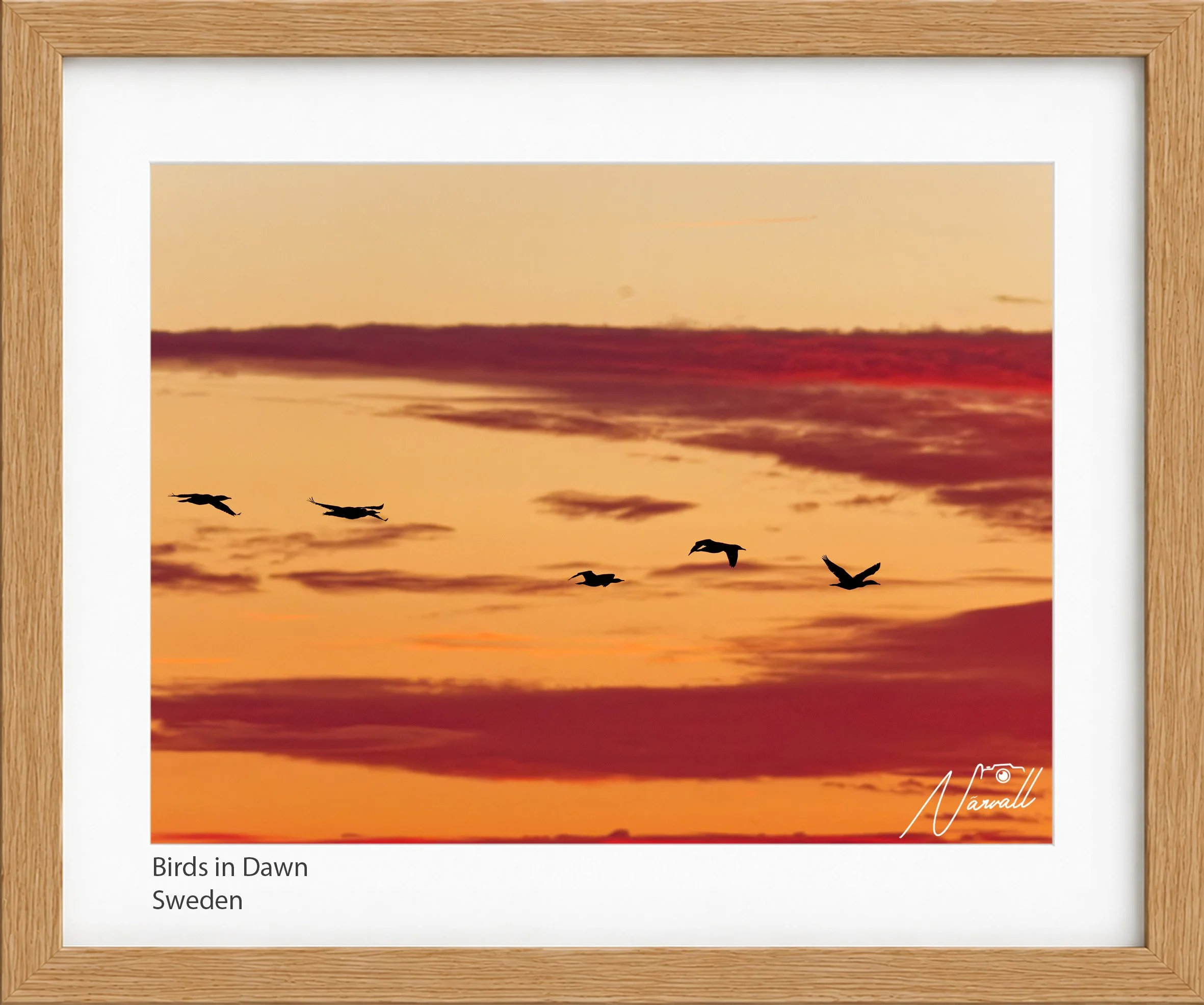Birds in Dawn.jpg