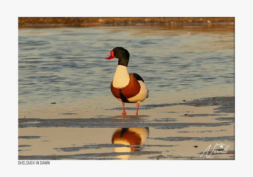 A duck standing on the edge of a body of water during dawn, with its reflection visible on the water.