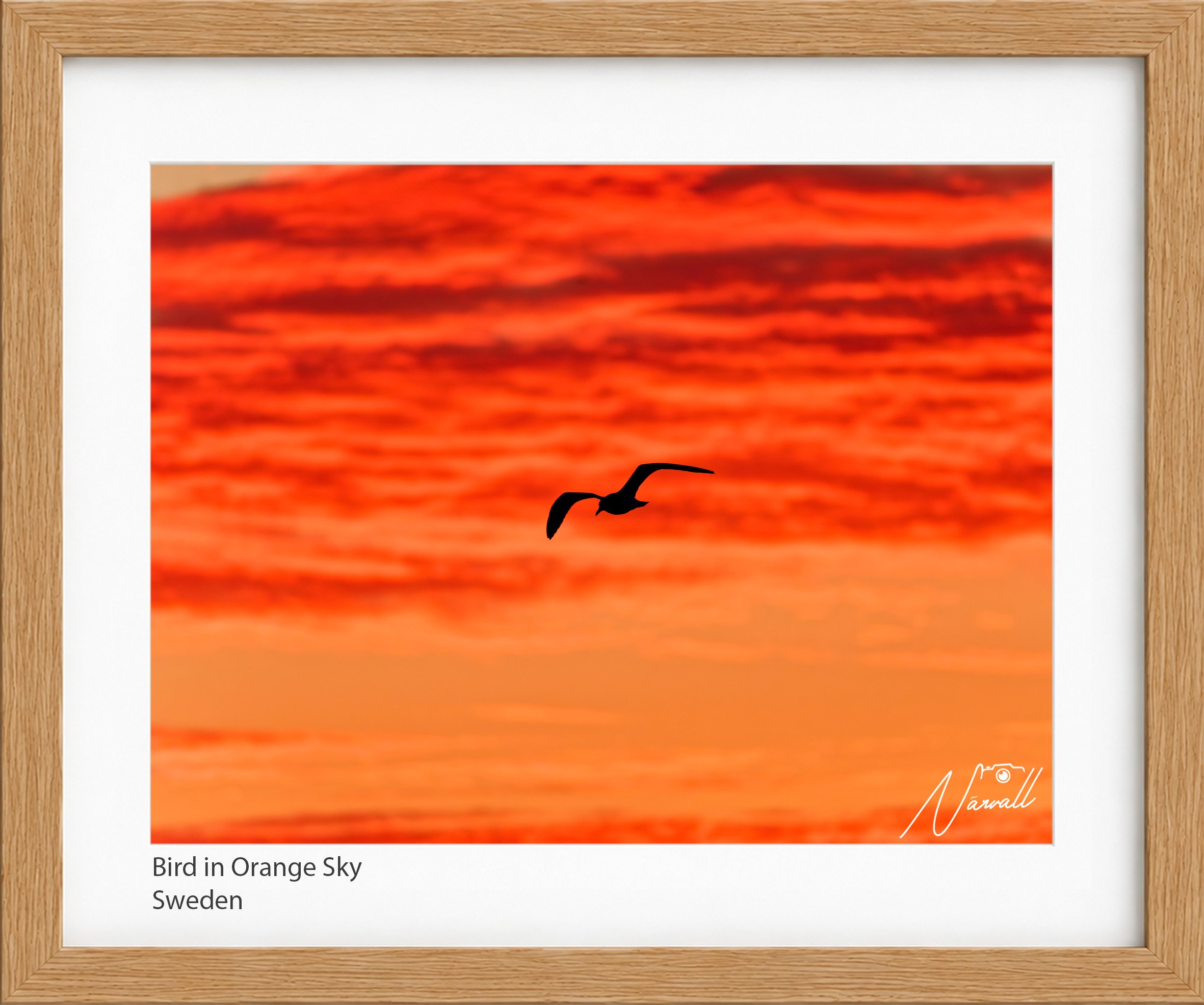 Bird in Orange Sky.jpg