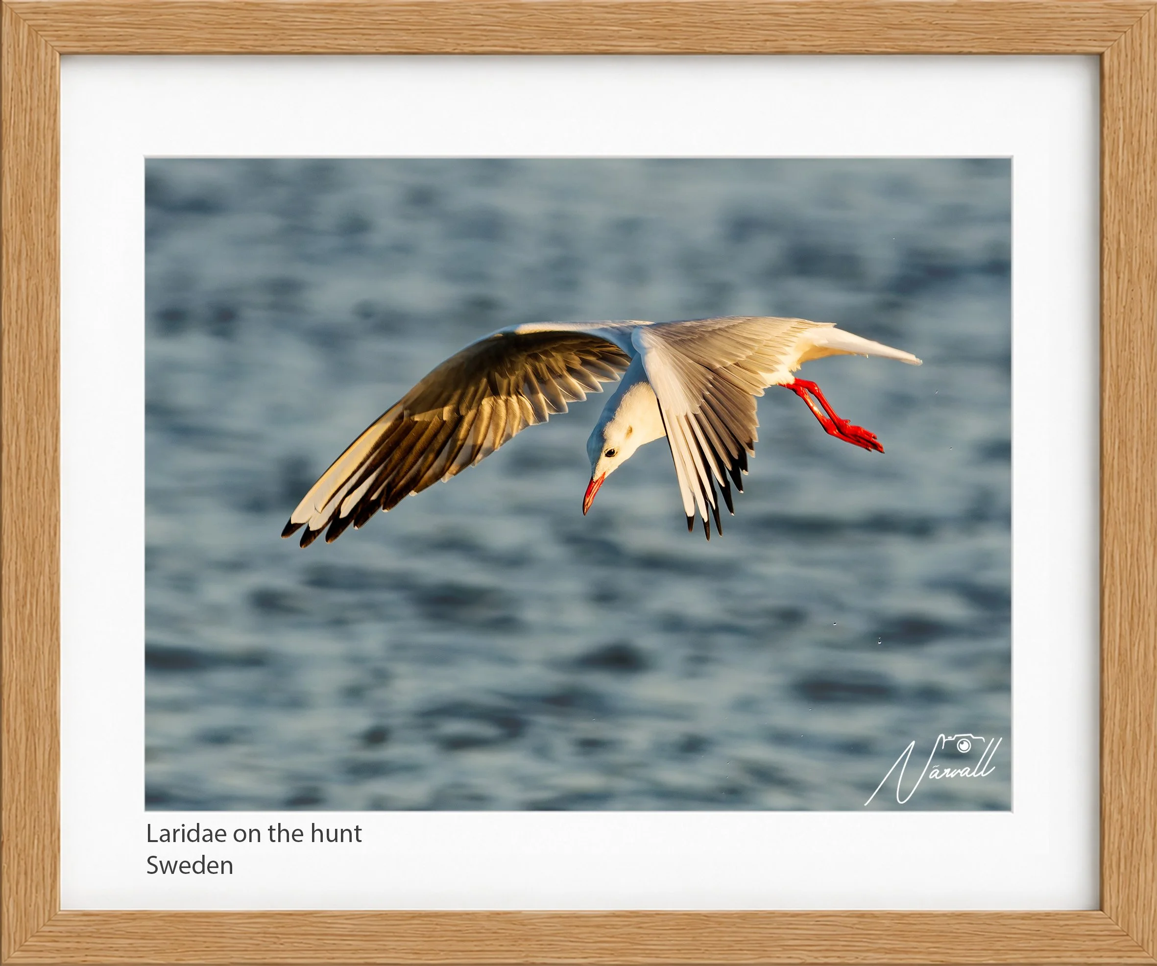 Laridae on the hunt.jpg