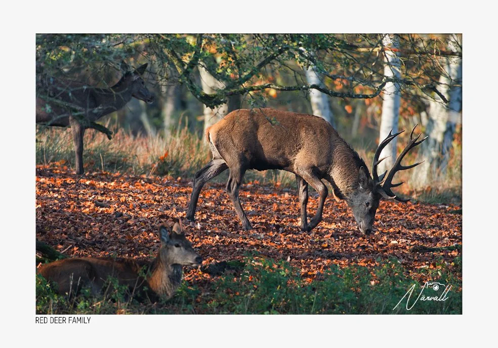 A red deer stag with large antlers grazing on the forest floor, surrounded by smaller deer and trees with autumn foliage.