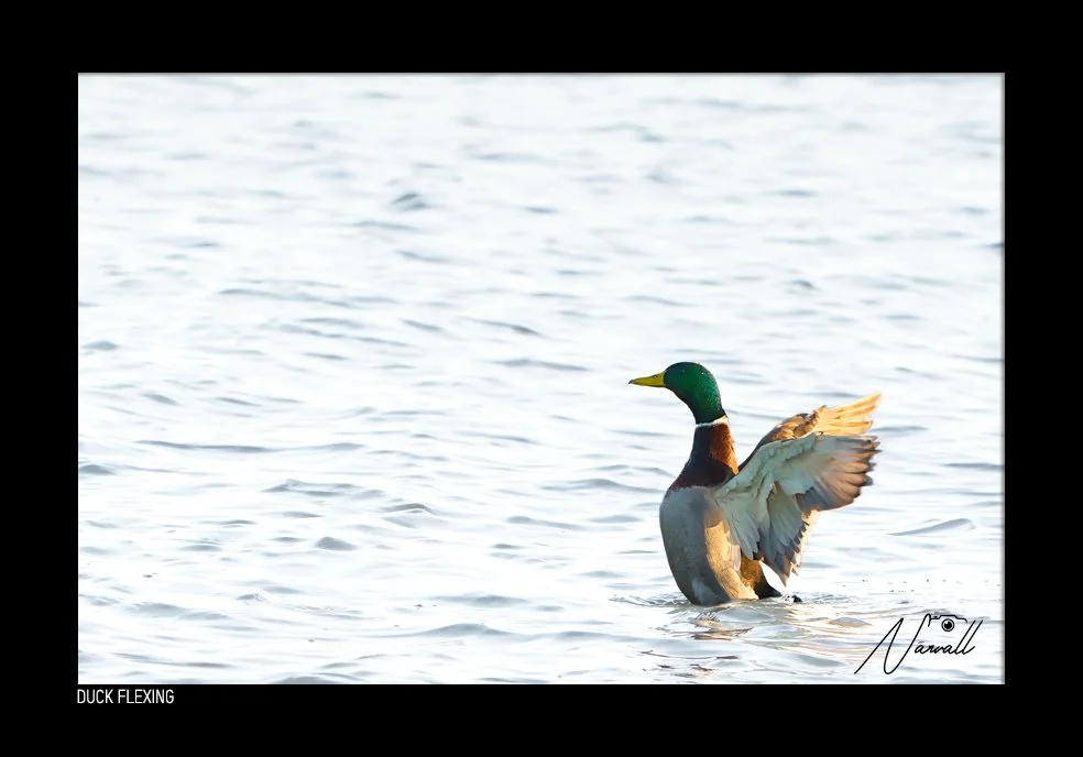 A male mallard duck in water, stretching its wings with sunlight reflecting on the surface.