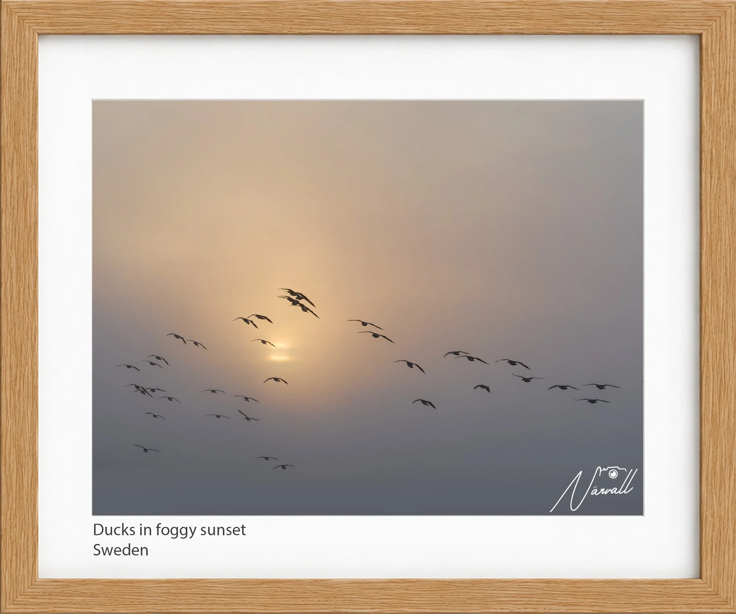 Ducks in foggy sunset.jpg