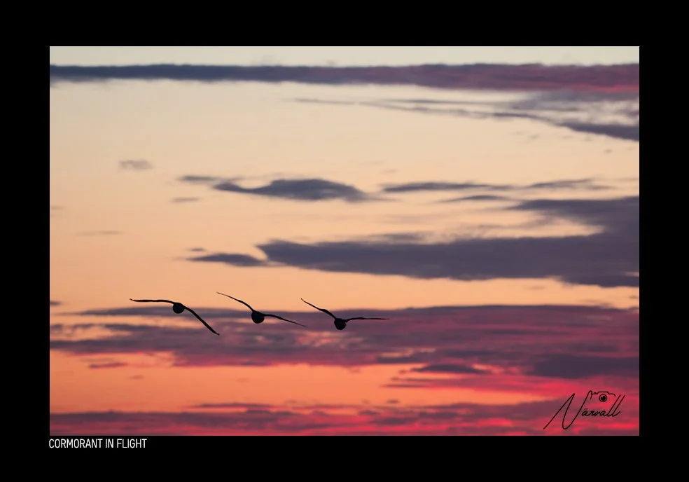 Three black-cormorants flying in formation at sunset with a colorful sky of pink and purple hues and scattered clouds.