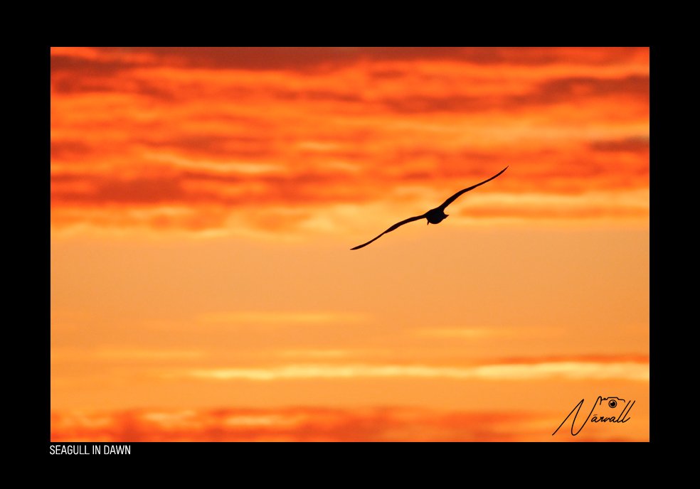 Seagull flying at dawn with orange and yellow sky and clouds.