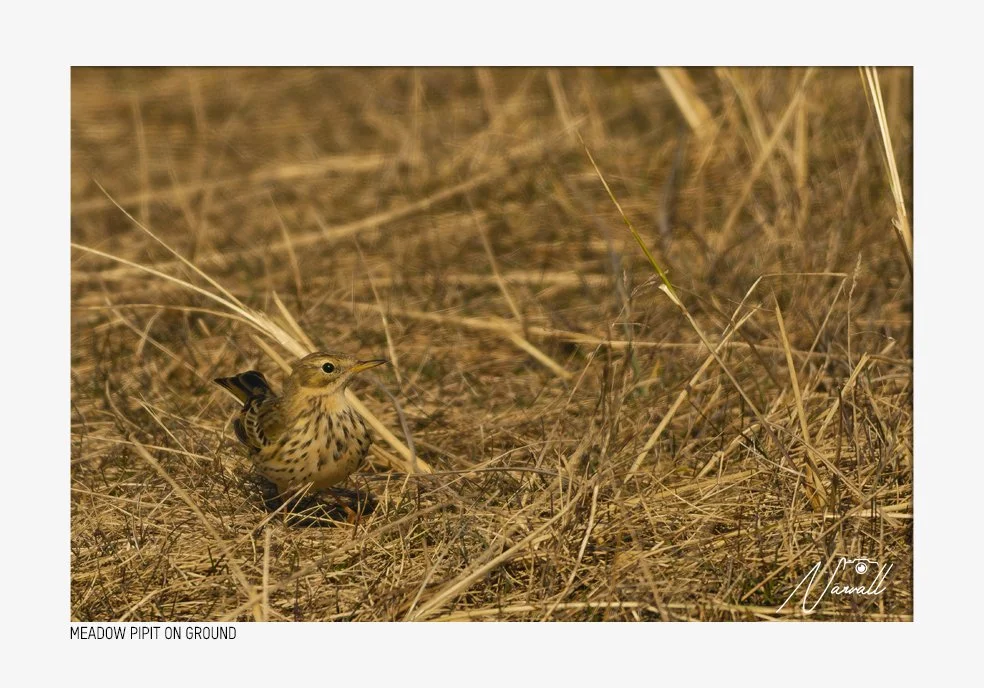 Meadow pipit bird on dry grass in a field.