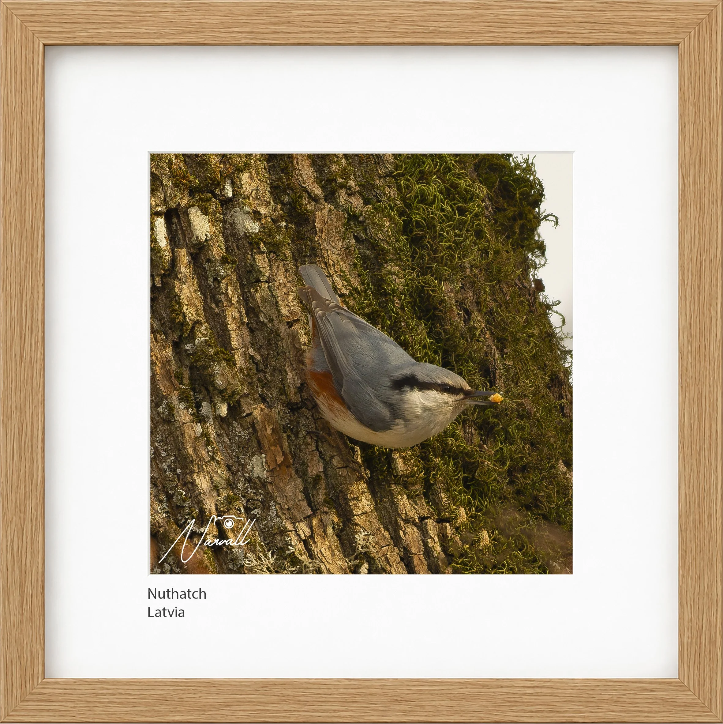 Nuthatch.jpg