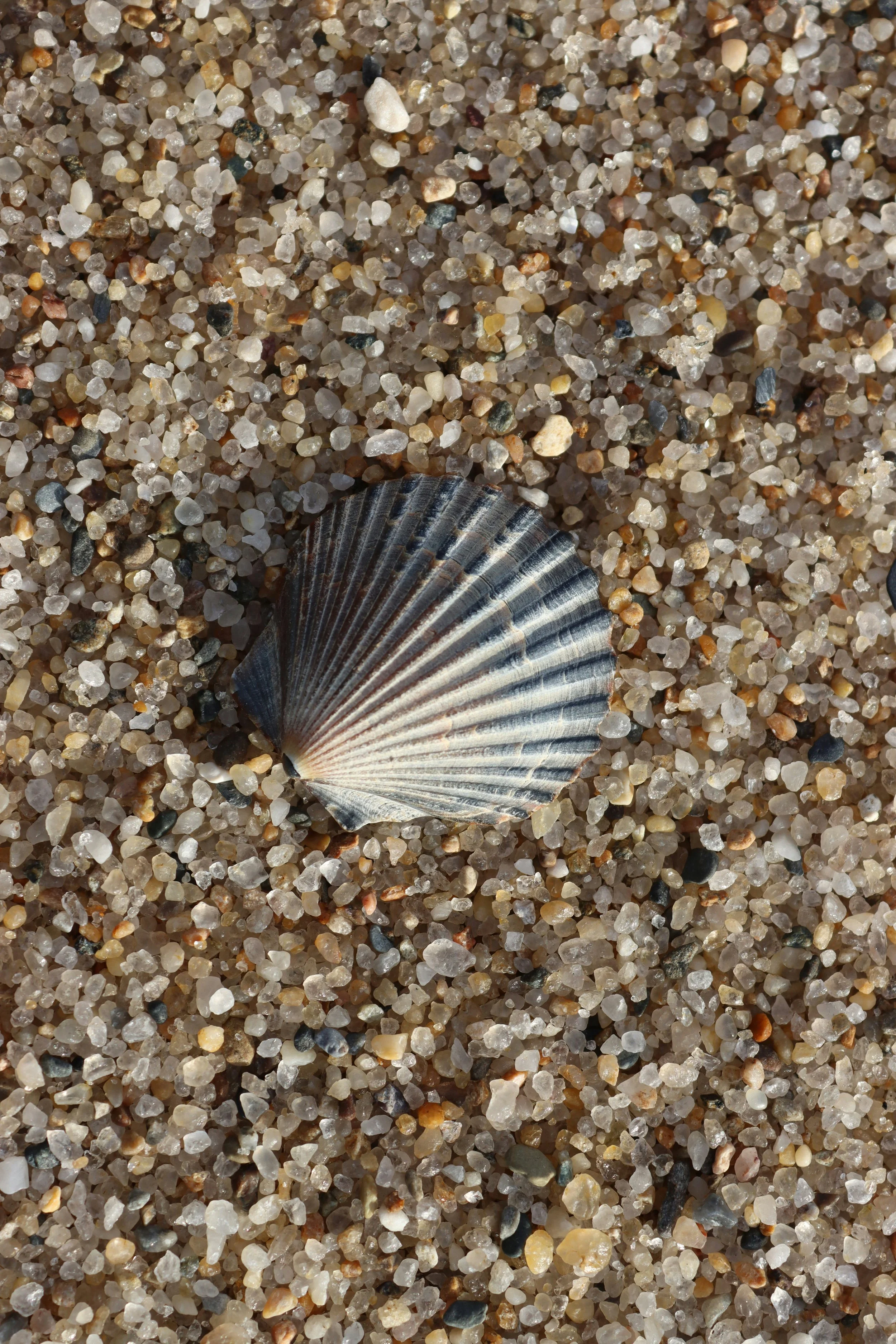 Vogue: The Summer of the Seaside—The Best Shell Accessories of the Season