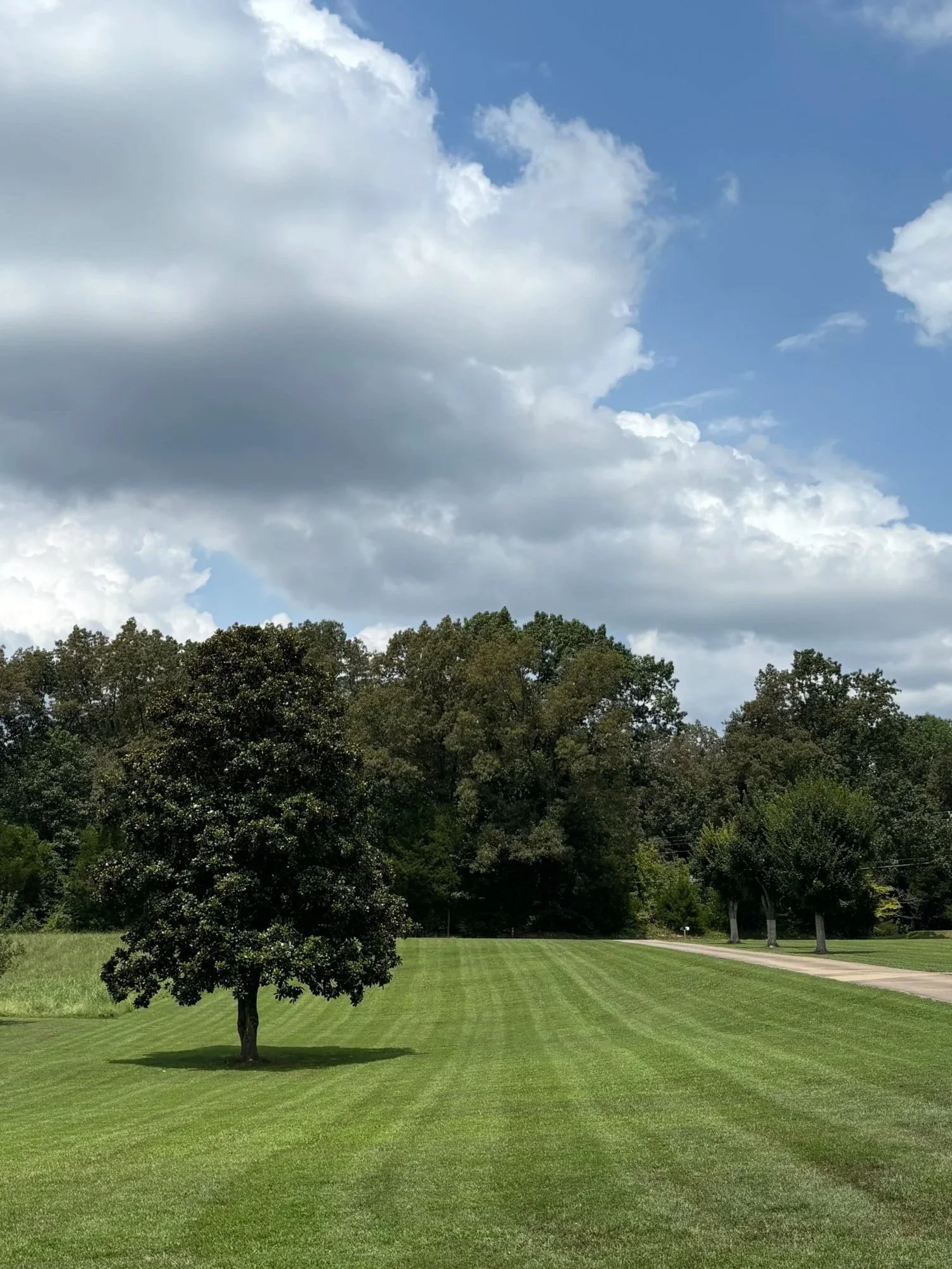 A lush green lawn with a lone tree in the foreground, a row of trees in the background, and a partly cloudy sky overhead.