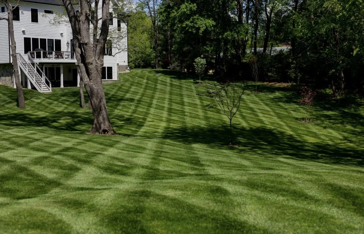 A well-manicured grassy backyard with striped lawn pattern, several small trees, and a large house with white siding in the background.