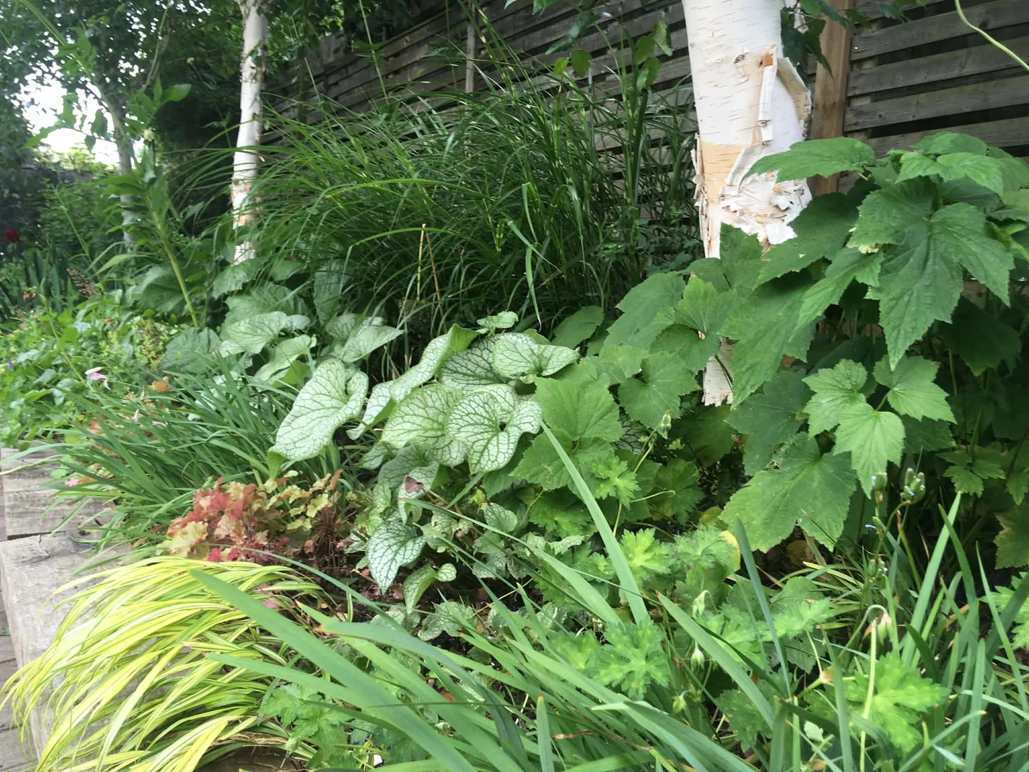 A lush garden with a variety of green plants and bushes, including large leafy plants, grass, and small flowering plants near a wooden fence.