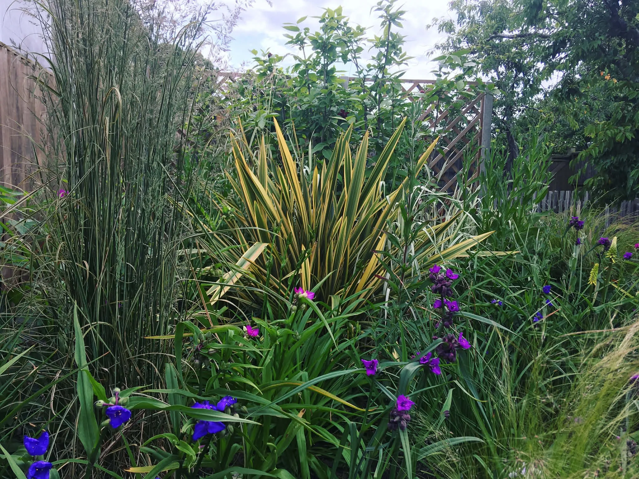 A lush garden scene with tall grasses, purple flowers, and leafy green shrubs, bordered by a wooden fence and trees in the background.