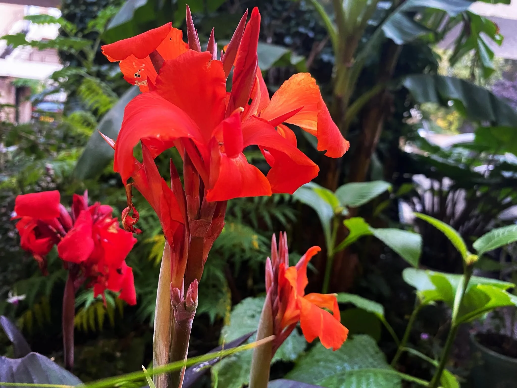 Close-up of vibrant red and orange canna lily flowers with green foliage in the background.
