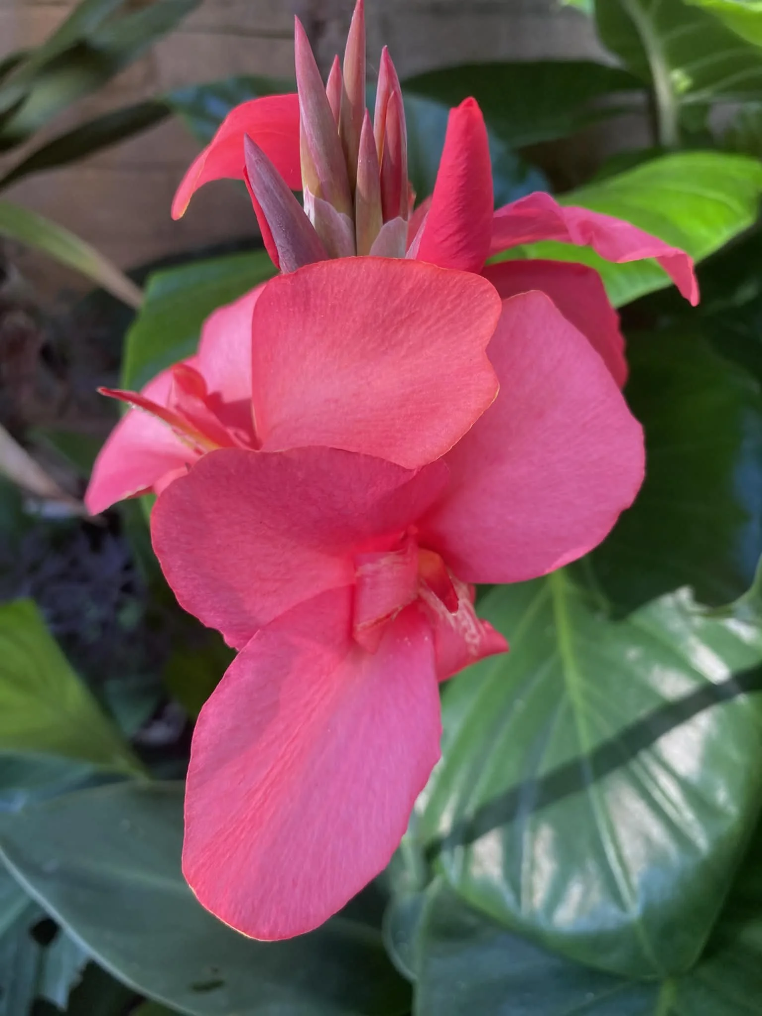 Close-up of a pink canna lily with green leaves in the background.