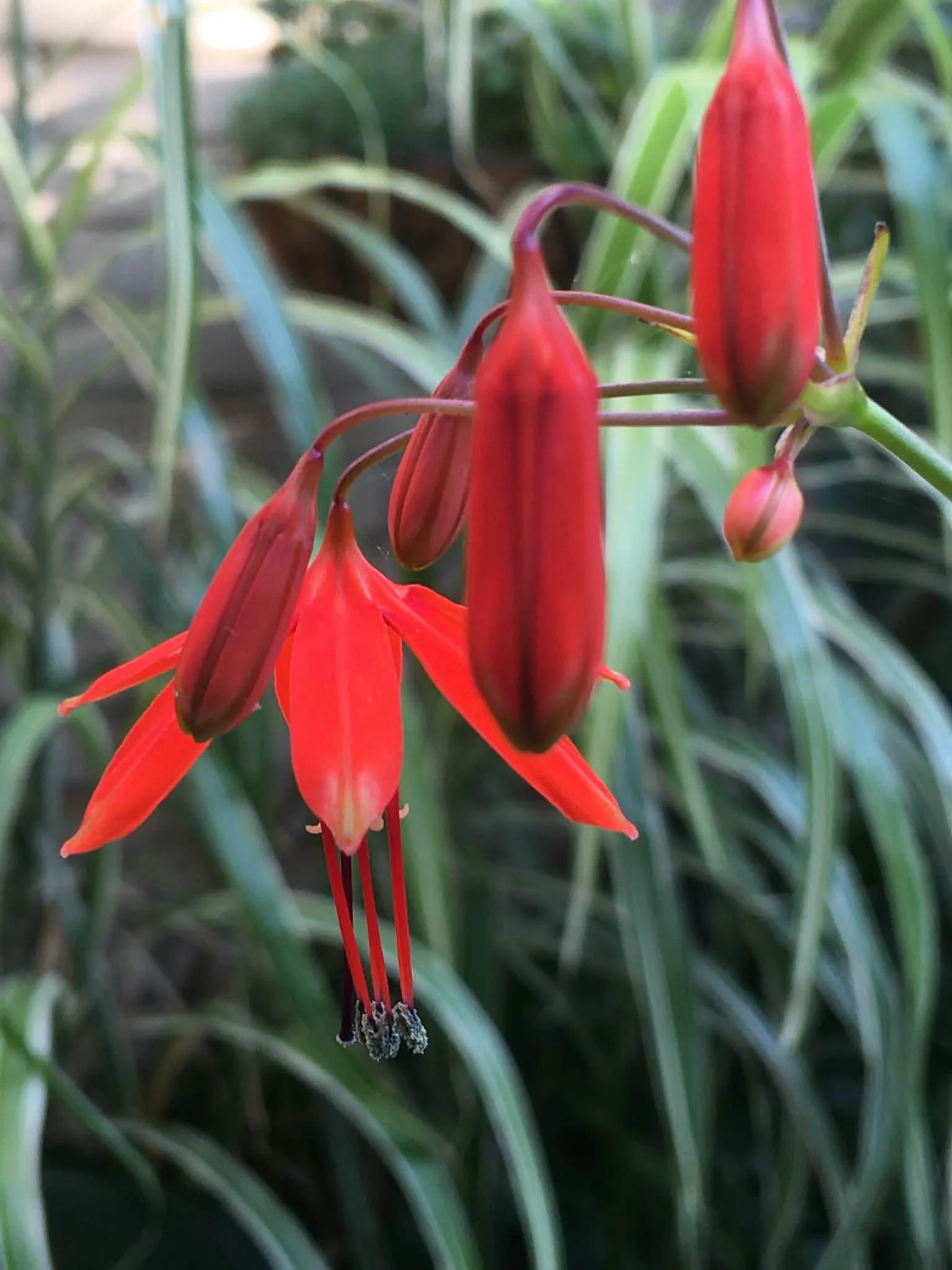 Close-up of coral bells plant with long, narrow petals and hanging stamens against a background of green grass.