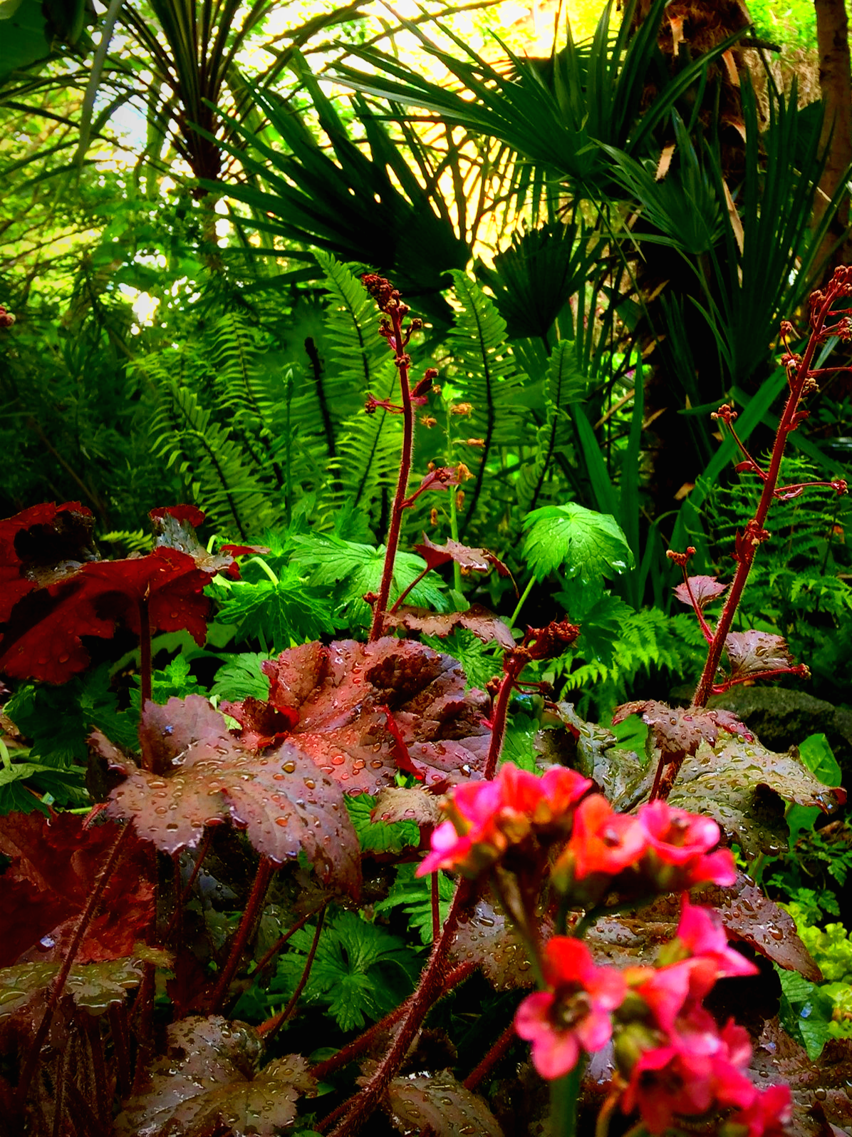 Dew-drop covered reddish-brown and pink flowers and vibrant green foliage, including various ferns and palm-like leaves, in a lush jungle setting.