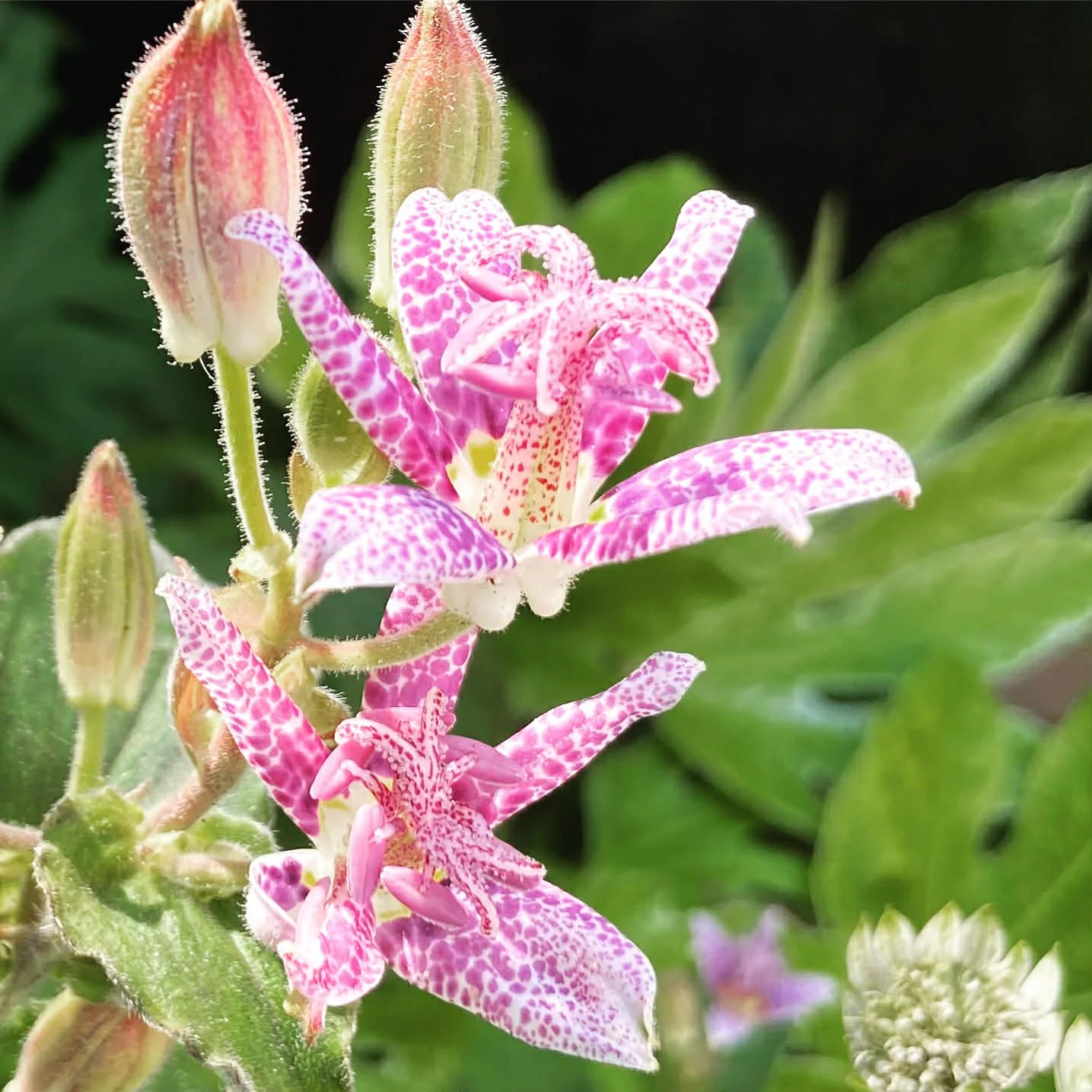 Close-up of a pink and white spotted tricyrtis toad lily with green leaves in the background.