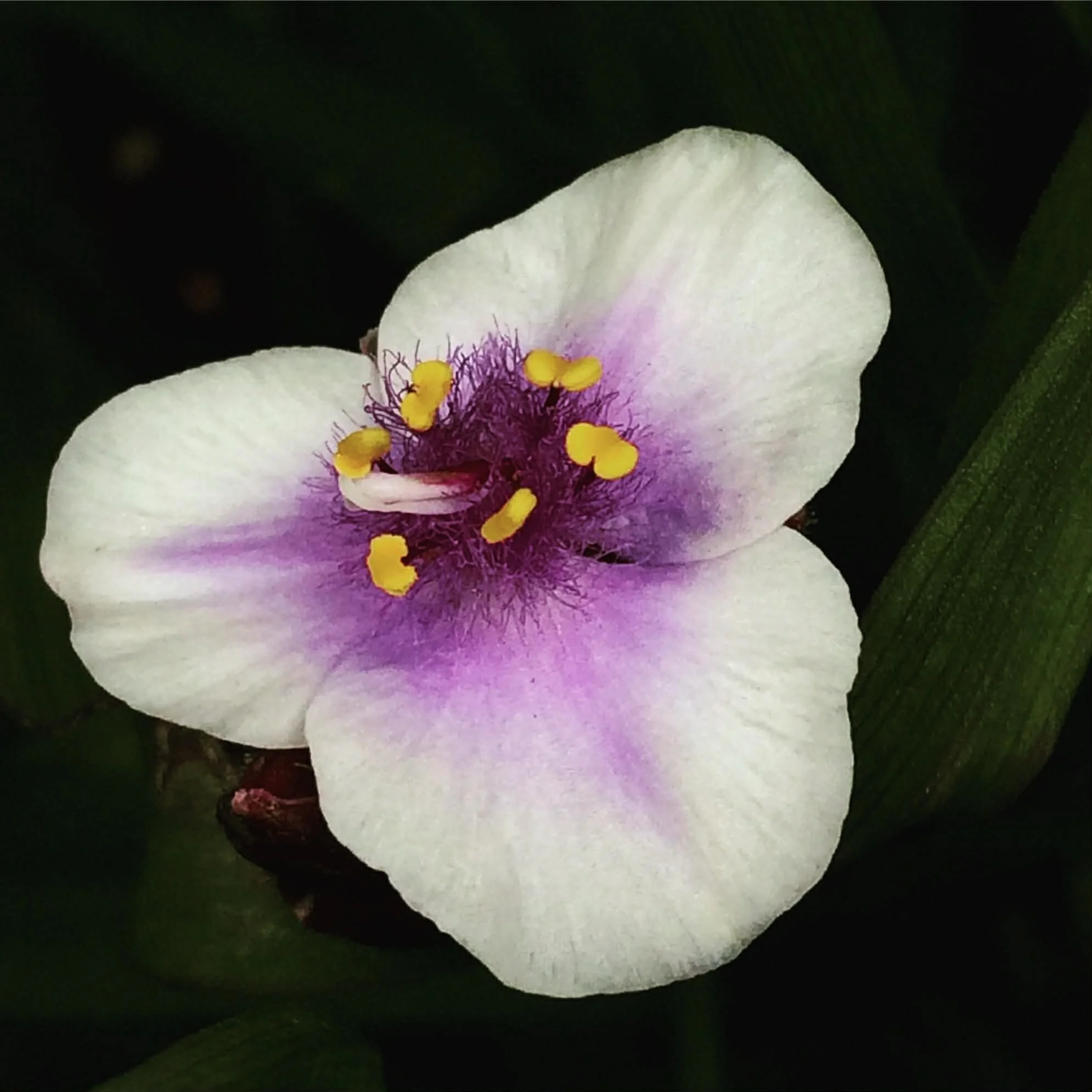 Close-up of a spiderwort flower with purple and yellow center, surrounded by green leaves.
