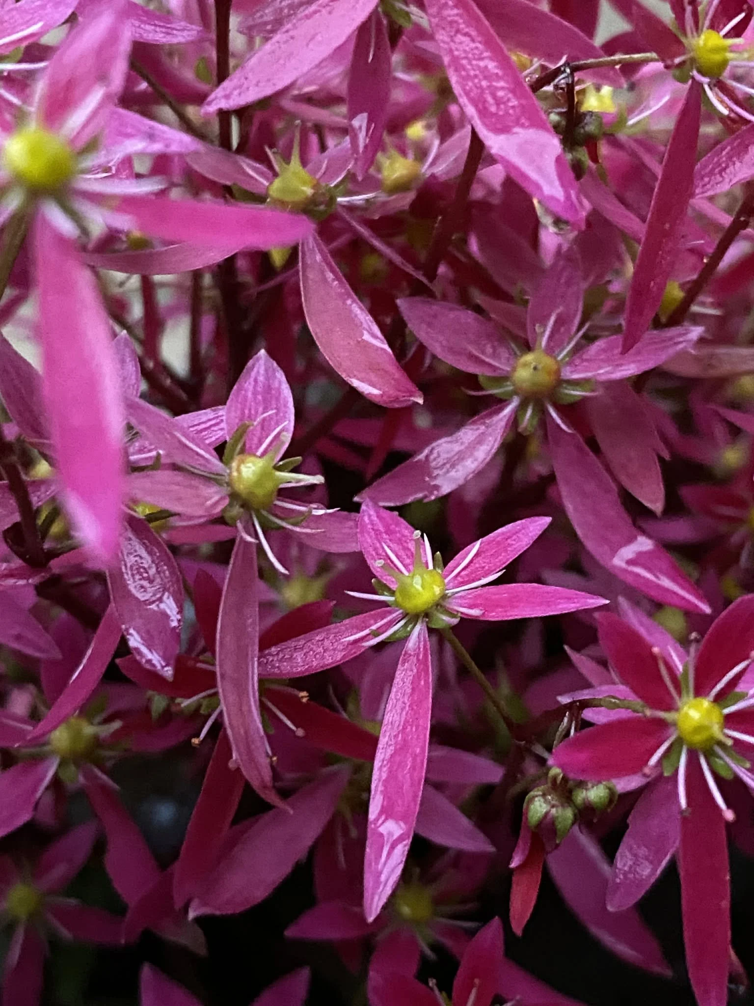 Close-up of pink and purple flowers with green centers and small green buds.