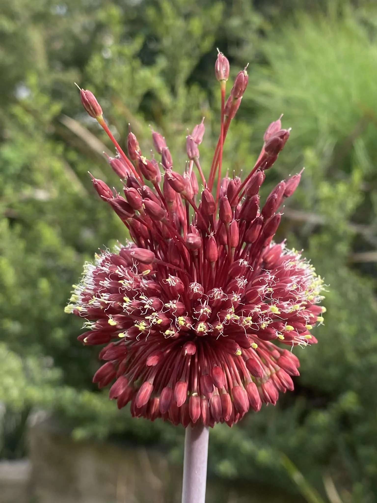 red Mohican flower blossoms on a tall, slender stalk, set against a green background.