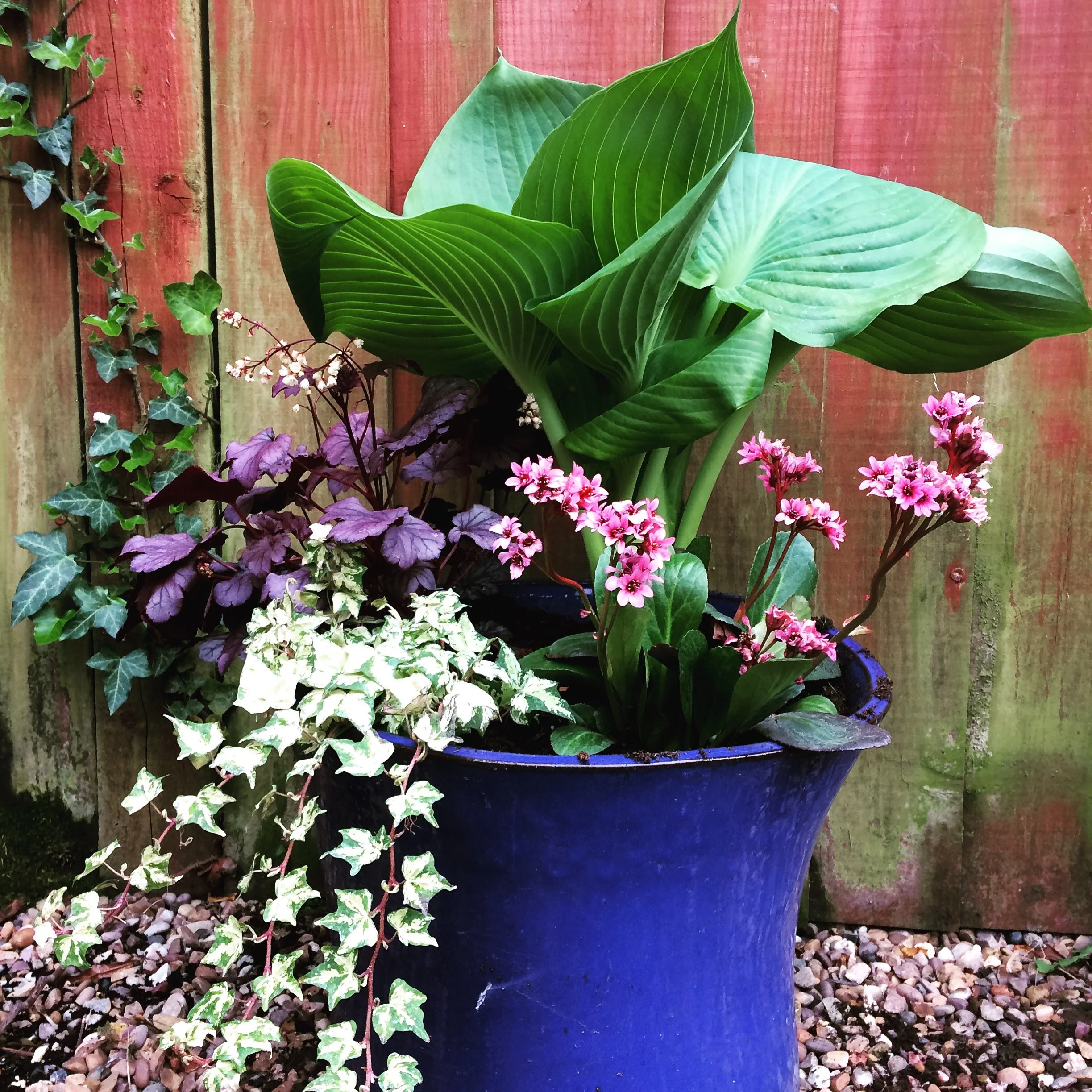 A potted green plant with large leaves placed in front of a wooden fence, surrounded by small rocks and other smaller plants.
