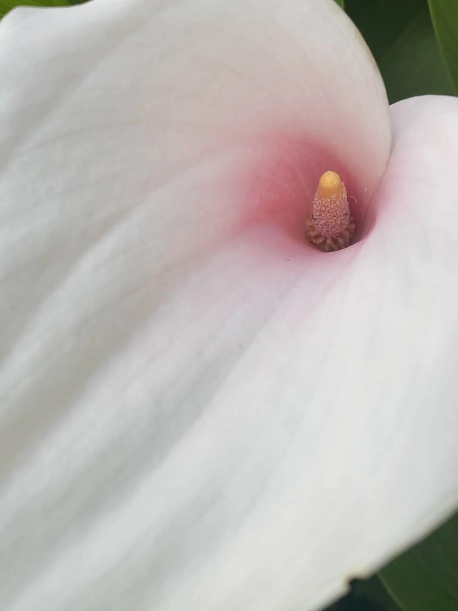 Close-up of a zantedeschia kiwi blush flower with a pink-tinted center and yellow pollen at the reproductive part.