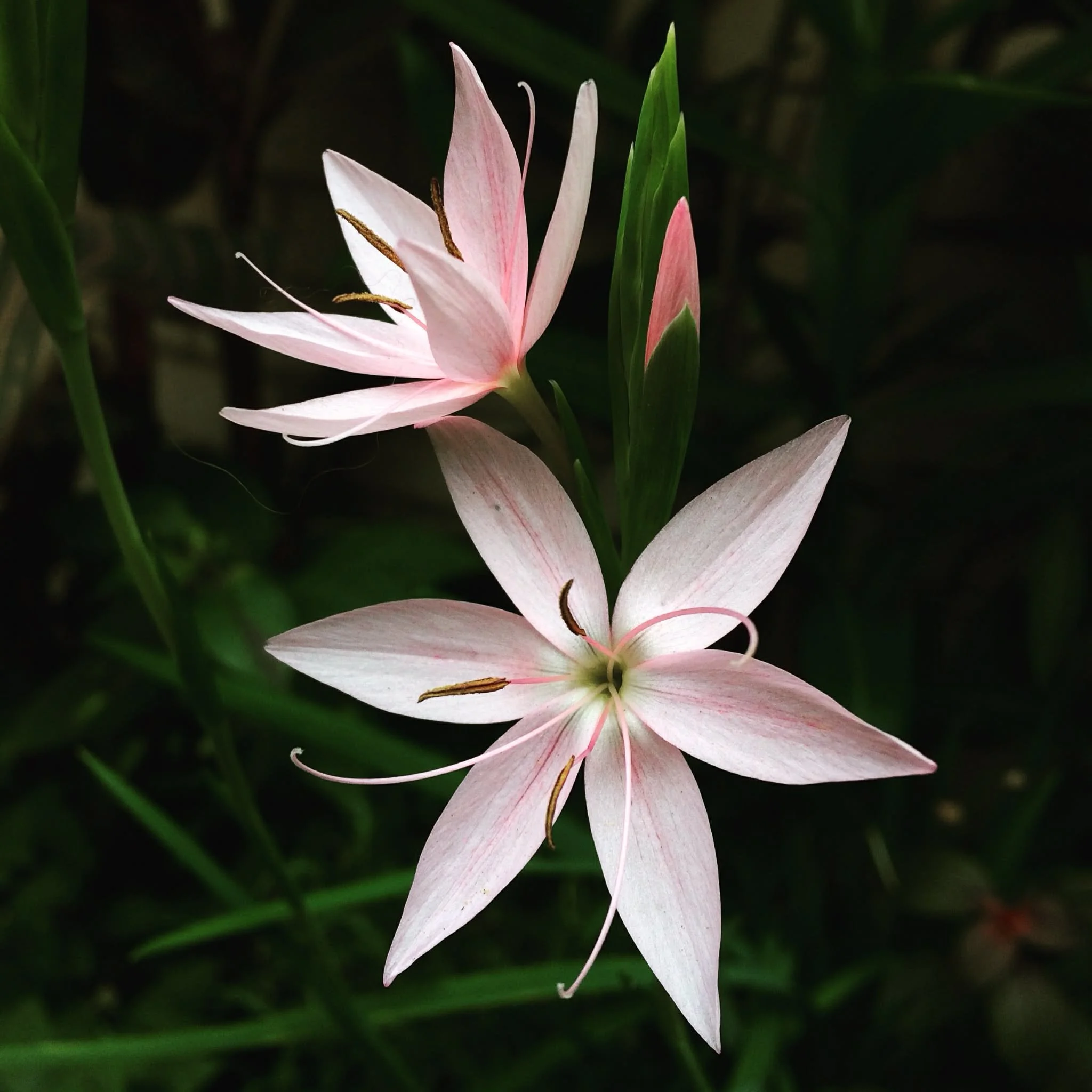 A close-up of a pink schizostylis with long green leaves in the background.
