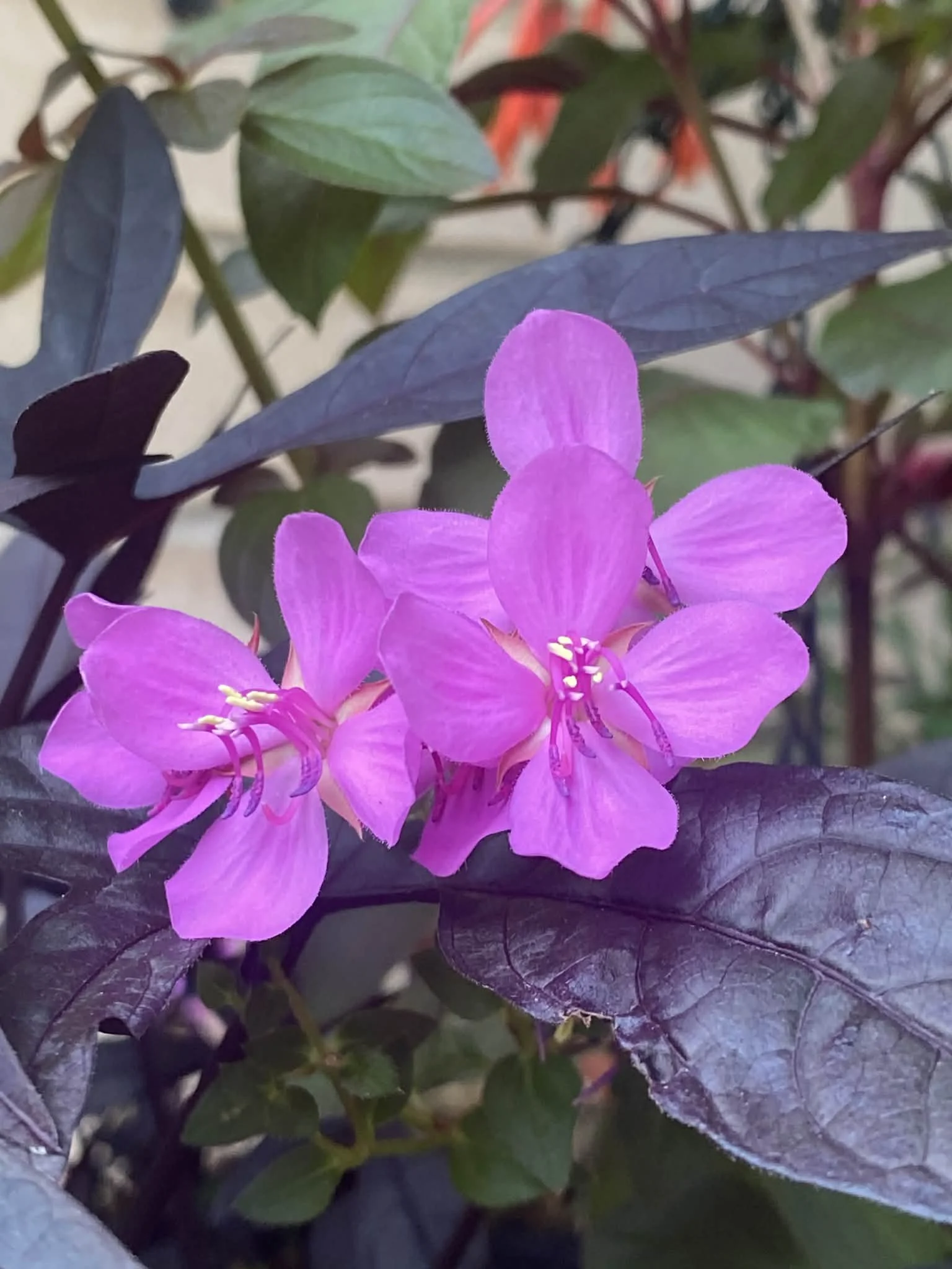 Close-up of a magenta flower with dark purple leaves in the background.