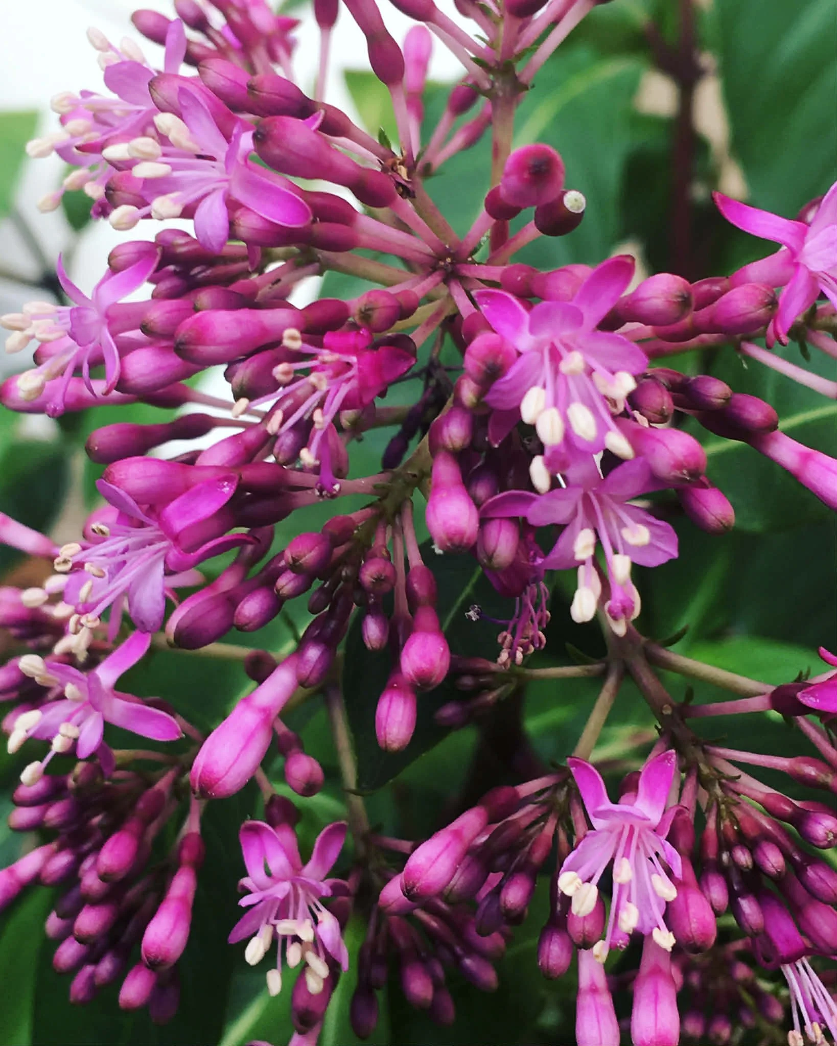 Close-up of fuchsia arborescens flowers blooming with green leaves in the background.