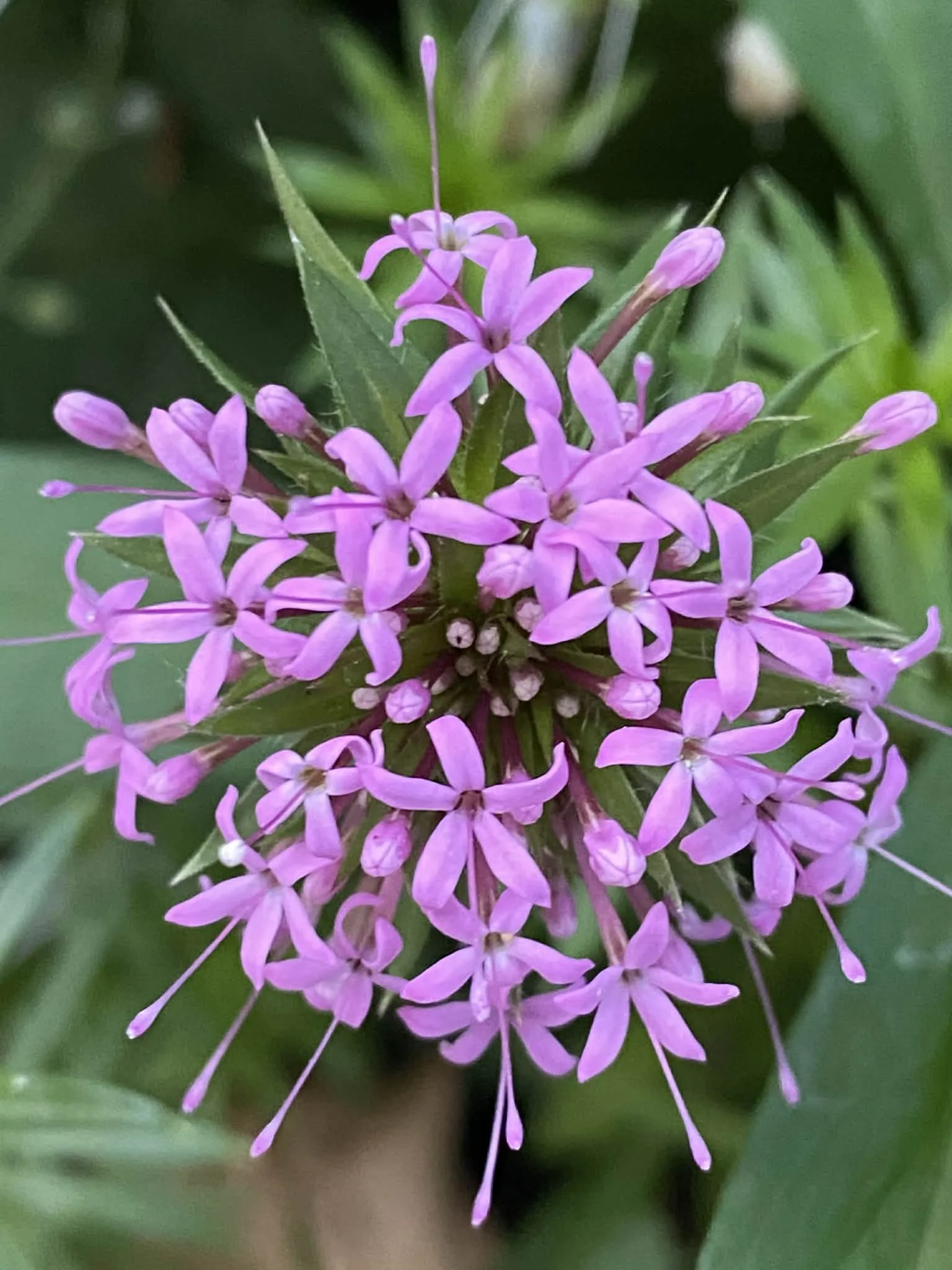 Close-up of phuopsis stylosa flowers with green leaves in the background.