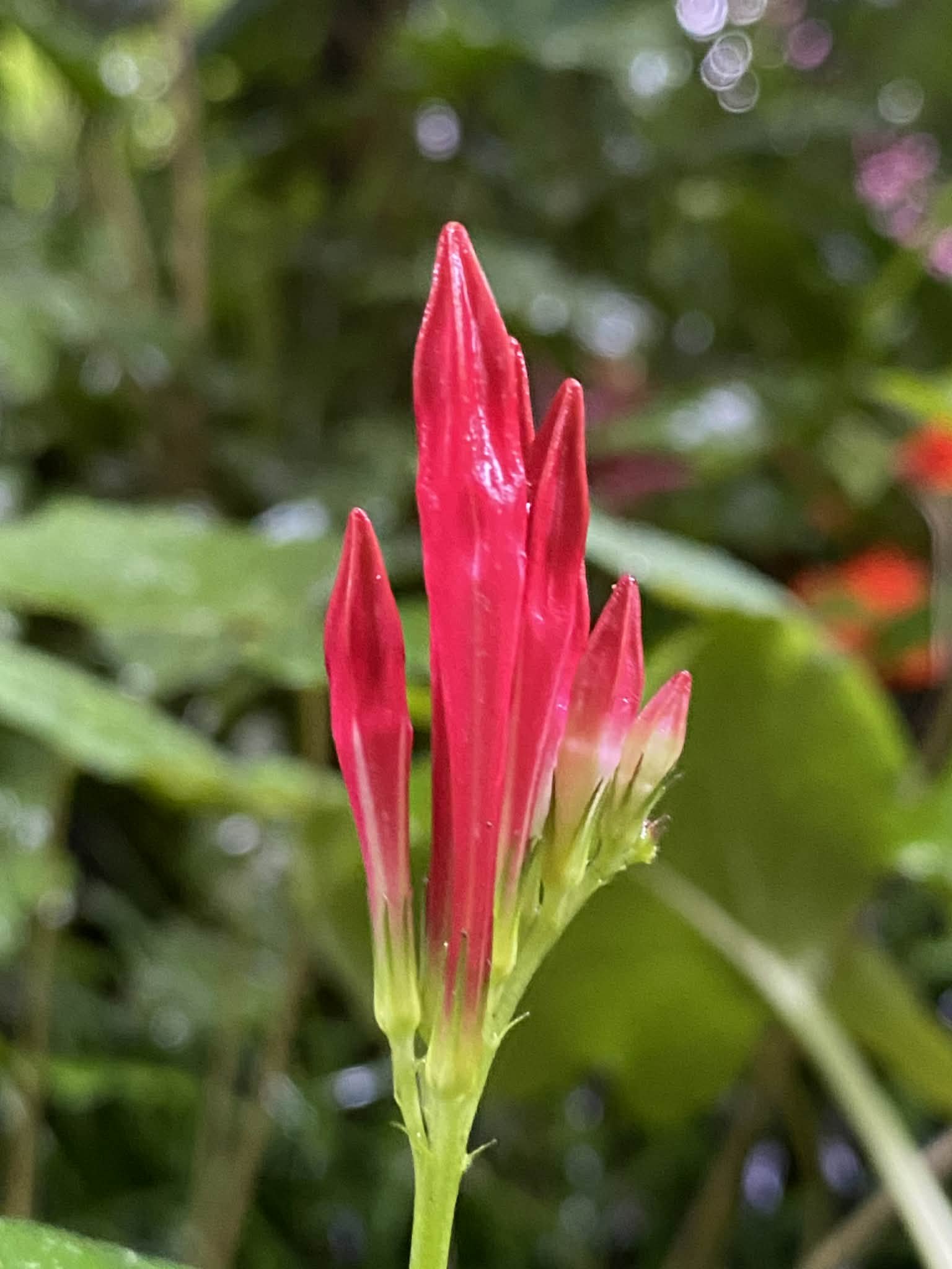Close-up of a spigelia flower bud with a green stem, surrounded green foliage in the background.